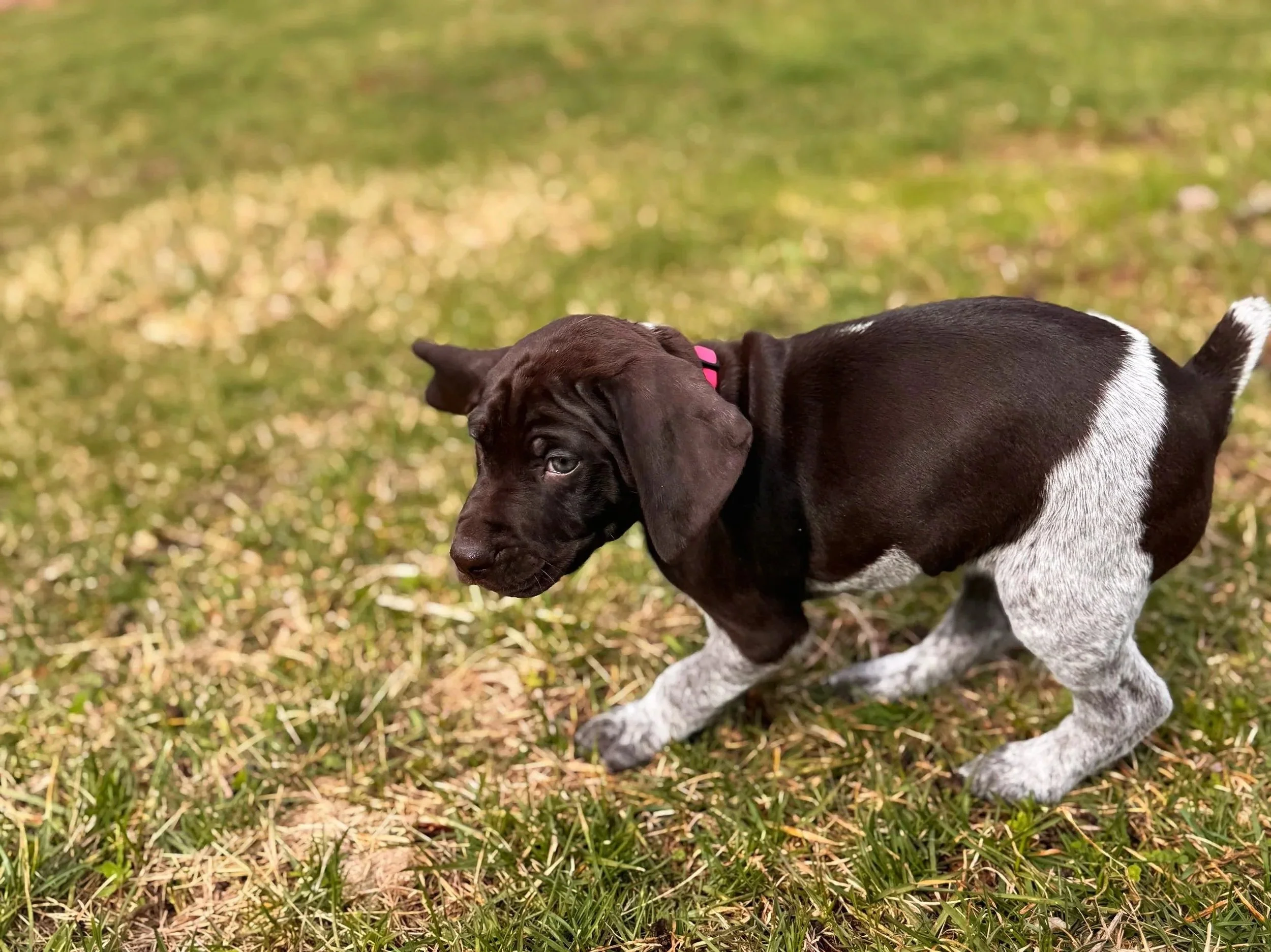Cute brown and white puppy with floppy ears exploring on grass field.