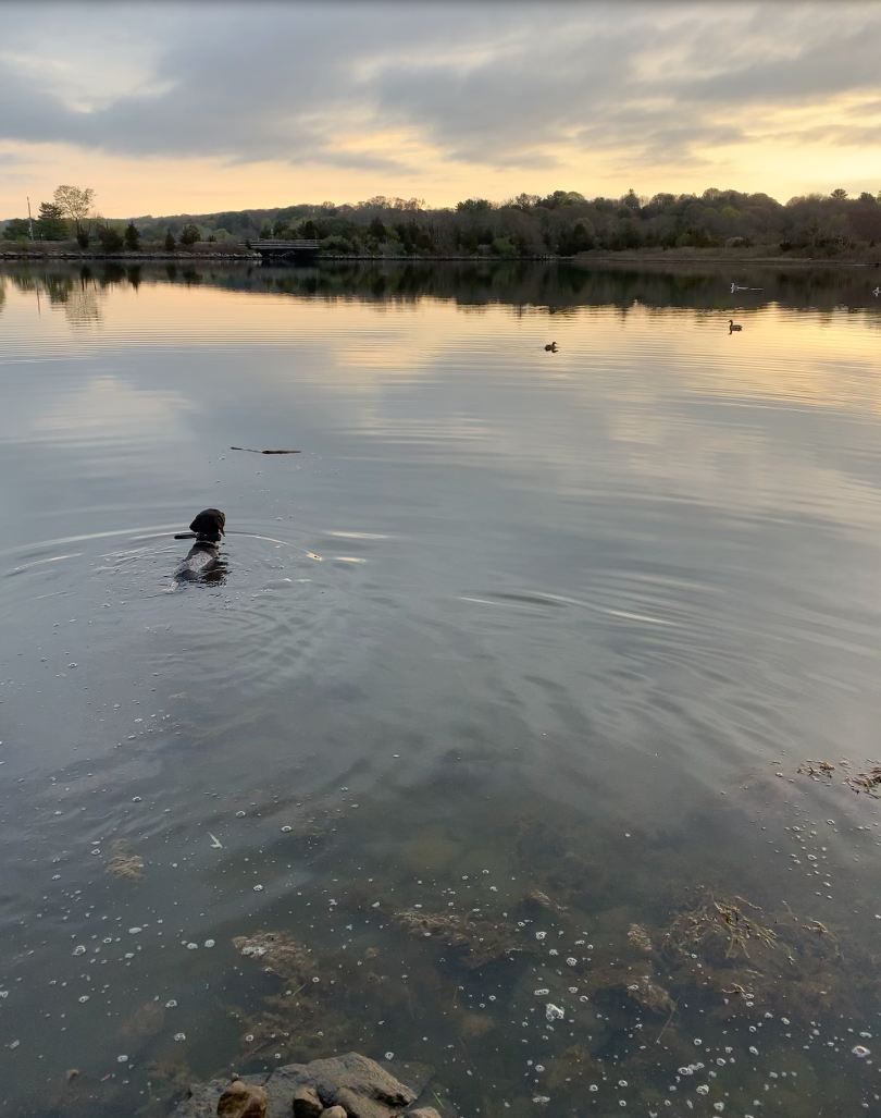 Dog swimming in a calm lake at sunset, with ducks swimming nearby and trees in the background.