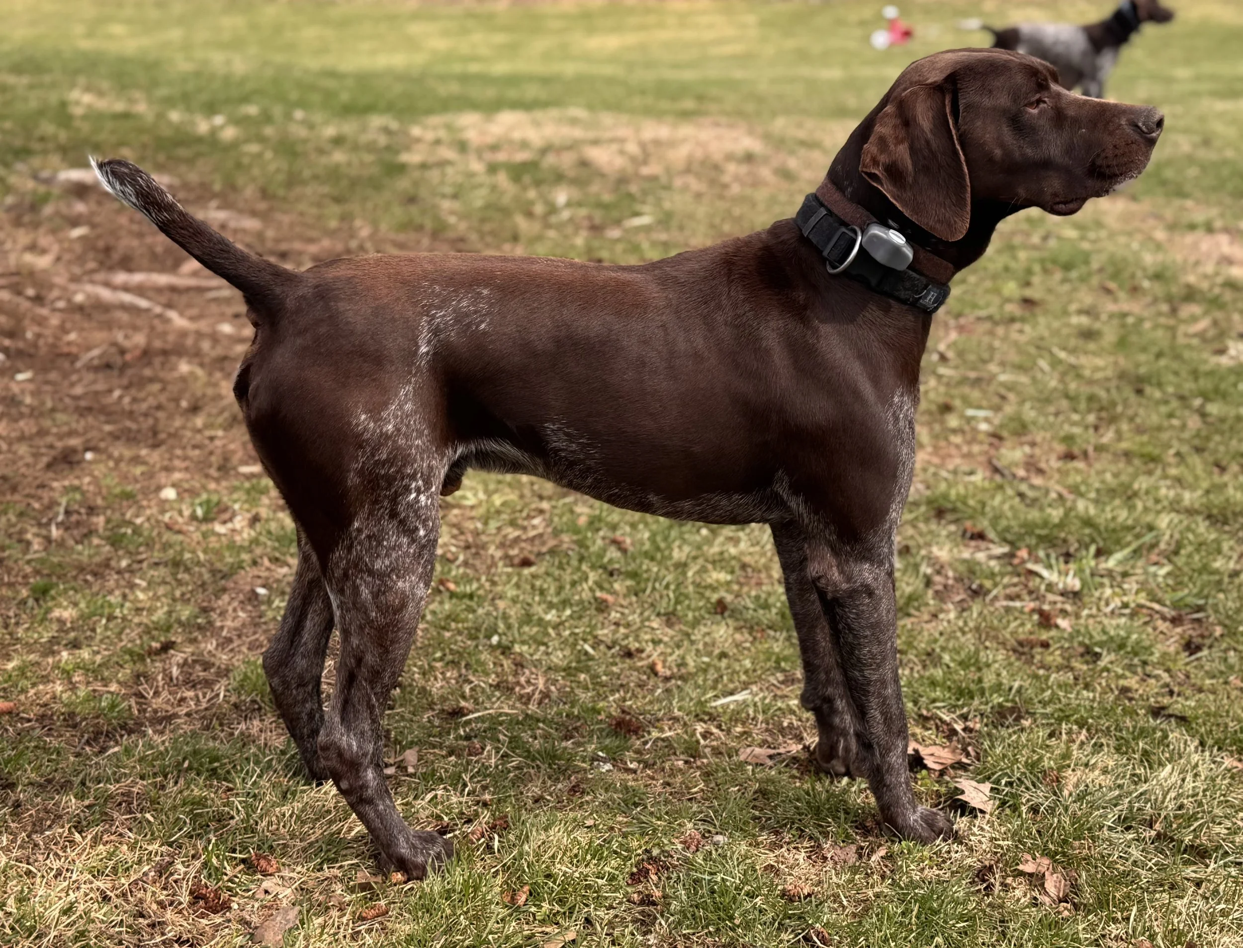 A brown dog with a short coat standing outdoors on grass and dirt, wearing a black collar with a tag and electronic device, looking to the right.