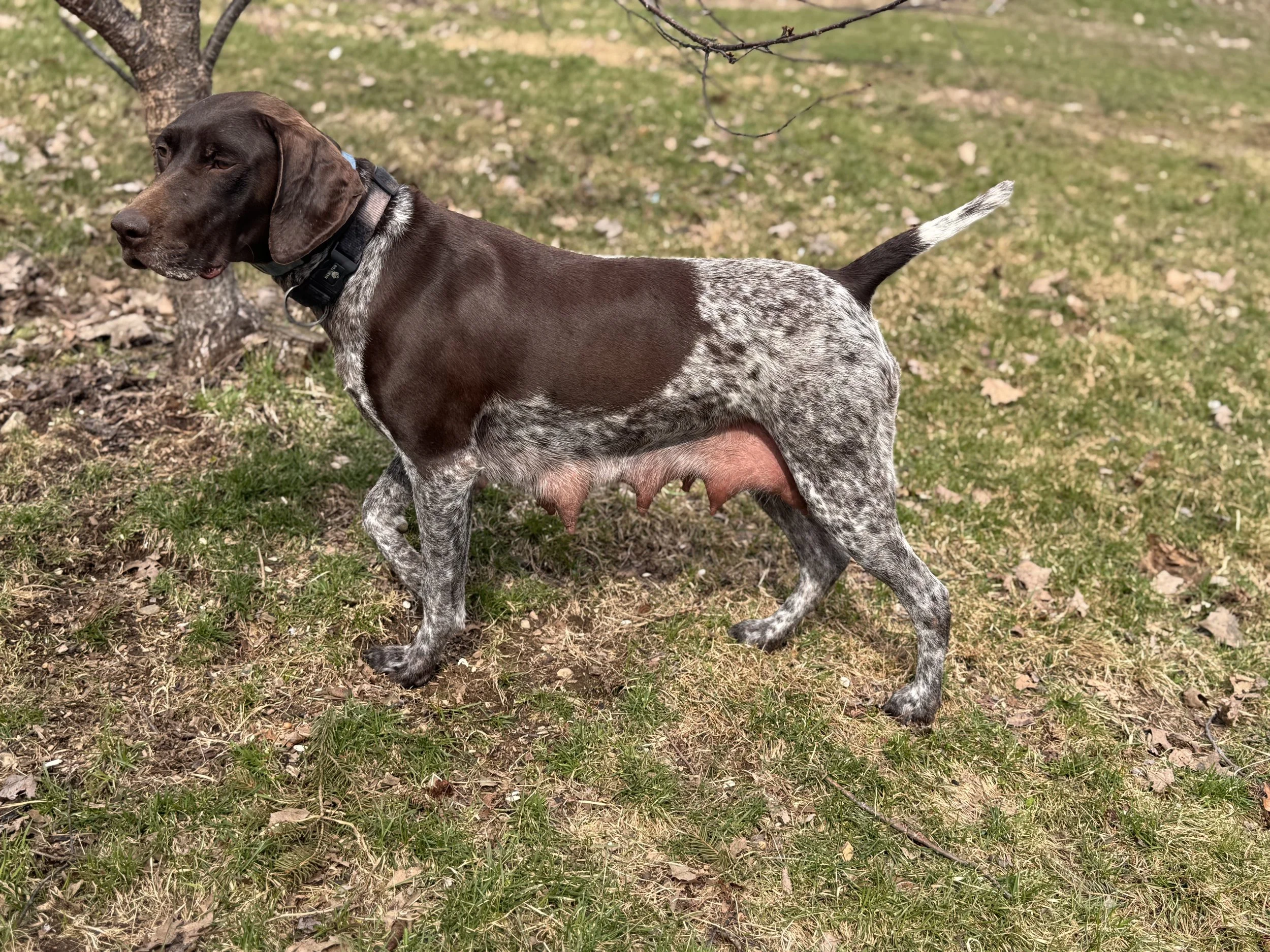 A brown and white speckled dog, possibly a German Shorthaired Pointer, standing outdoors on grass and dirt near a tree.