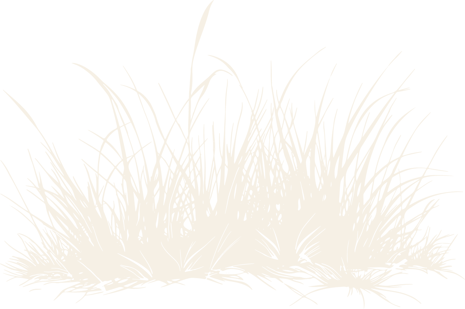 Silhouette of wild grass on a black background.