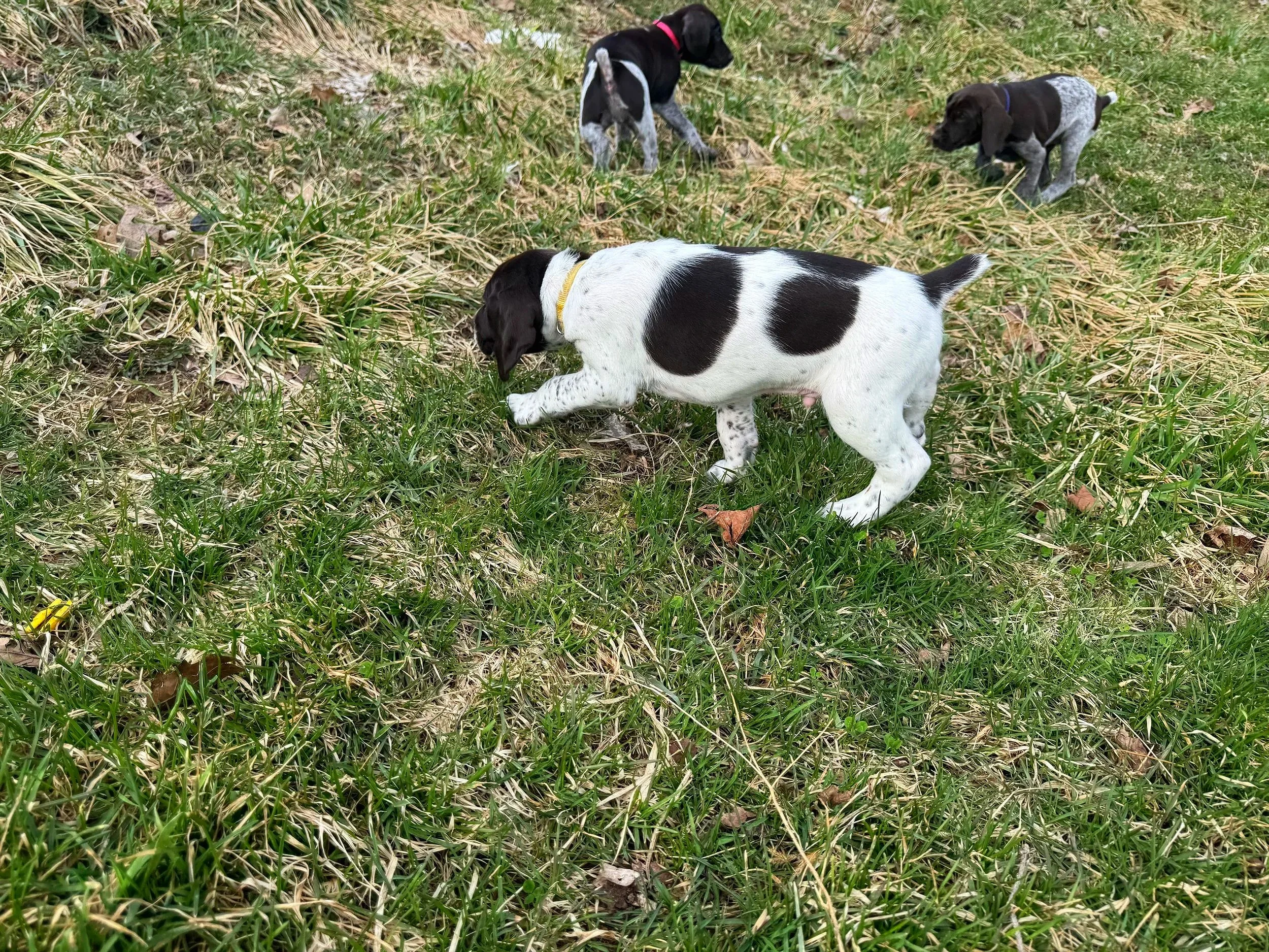 Three black and white puppies playing on grassy ground with dried grass patches.