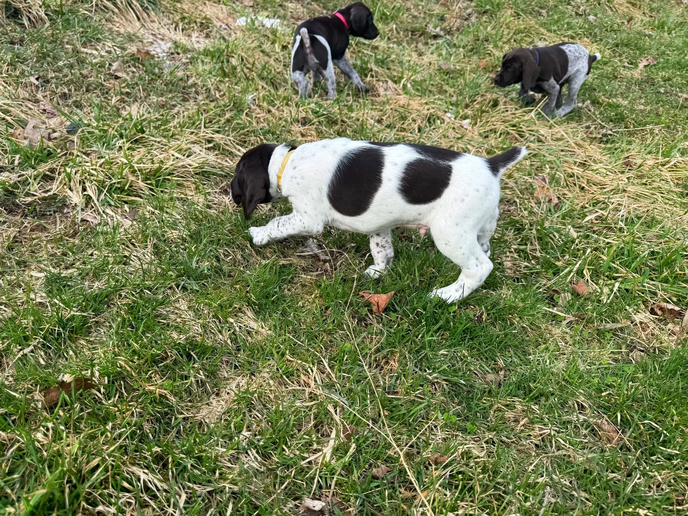 Four puppies playing on a grassy field.