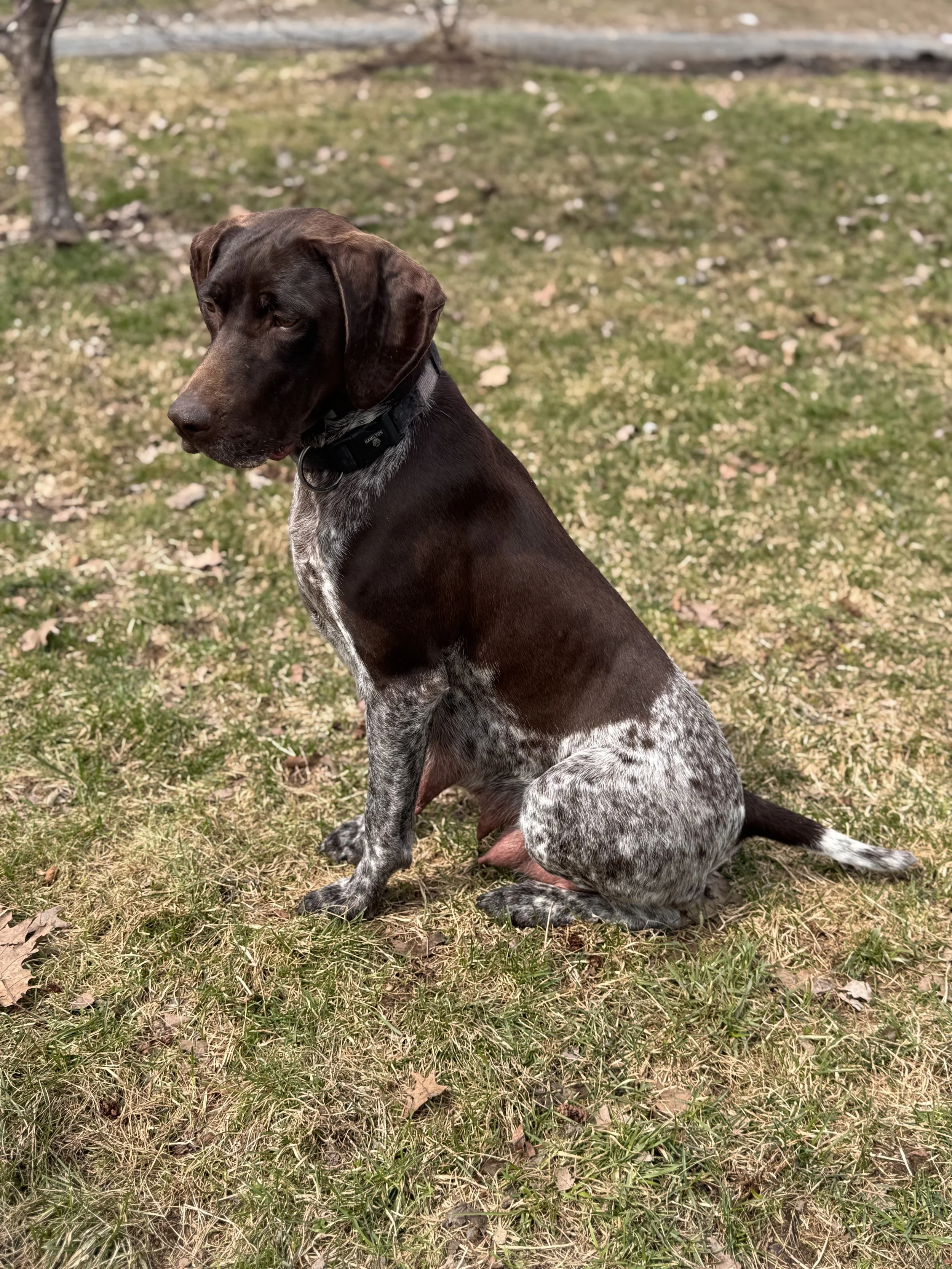 A dog, possibly a German Shorthaired Pointer puppy, sitting on grass in a backyard with trees and a fence in the background.