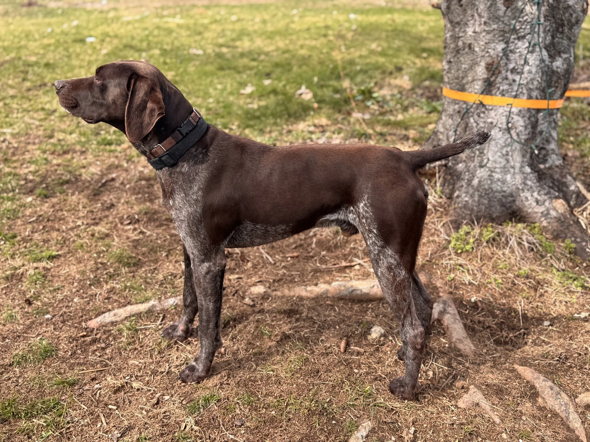 A young brown and speckled dog with long ears stands outdoors on a patch of dirt and grass, tied to a tree with an orange strap.