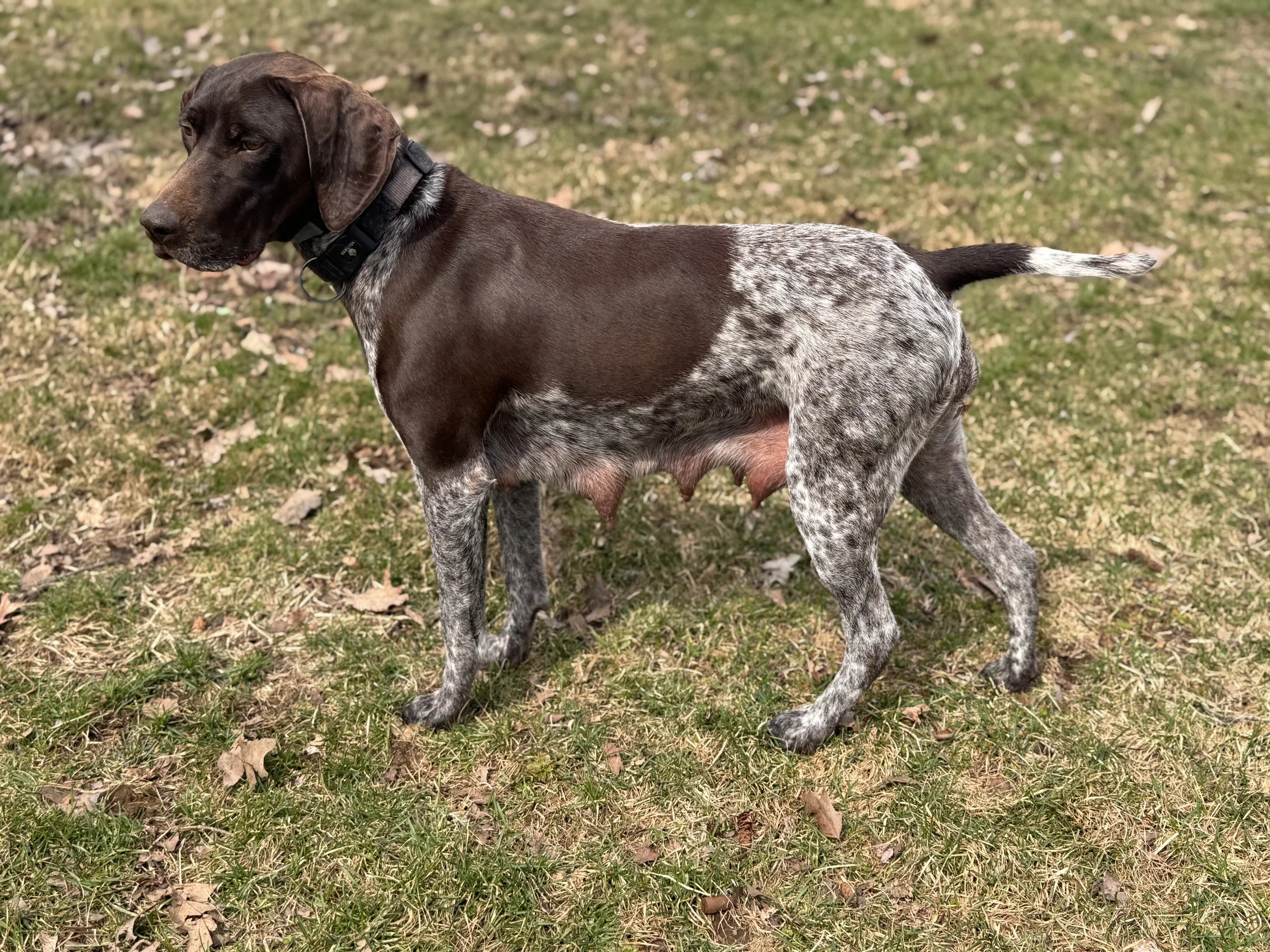A dog with a brown head and ears, and a white and gray speckled body standing on grass.