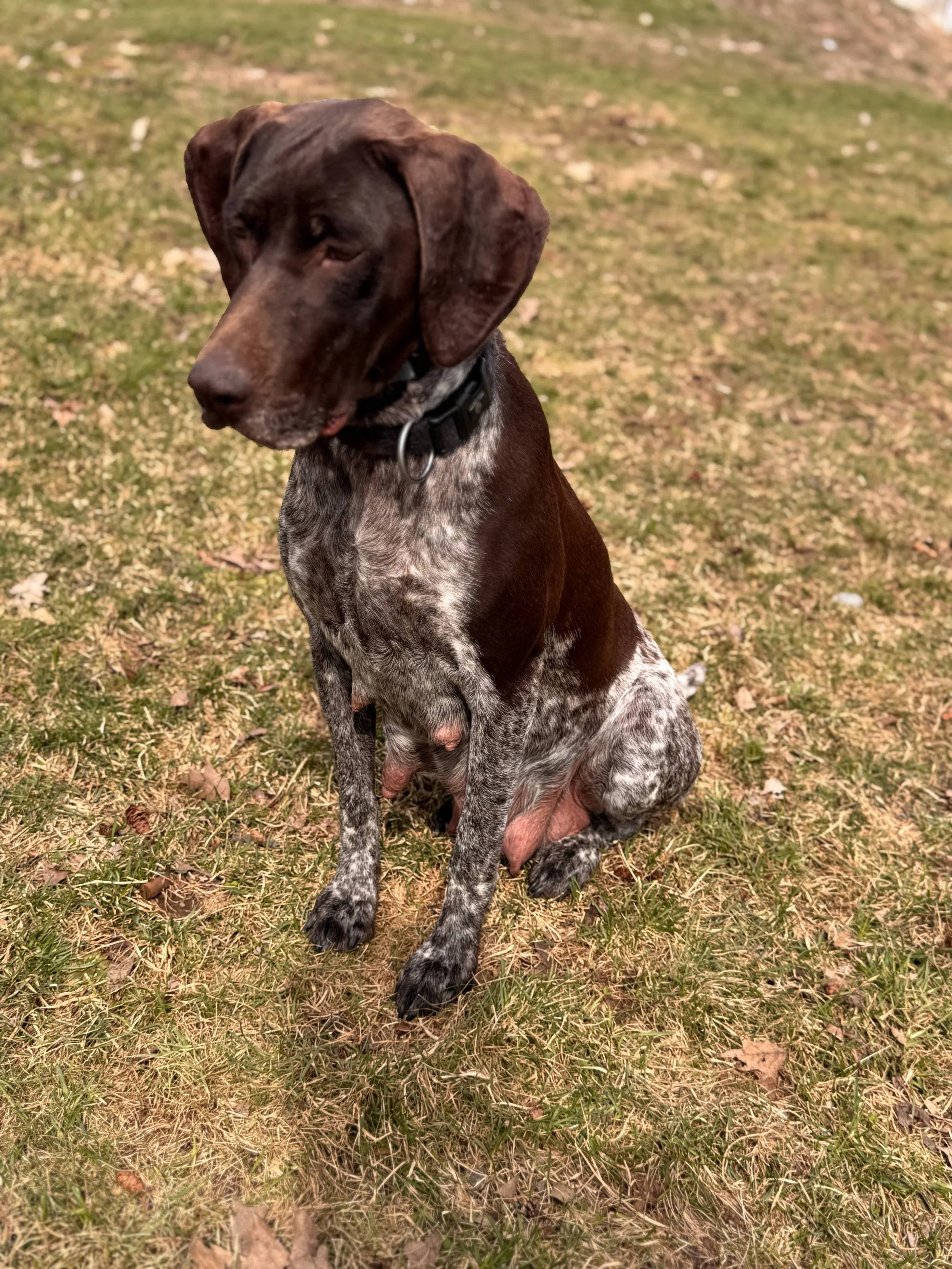 A brown and white dog sitting on grass with dry leaves, wearing a black collar, looking to the side.