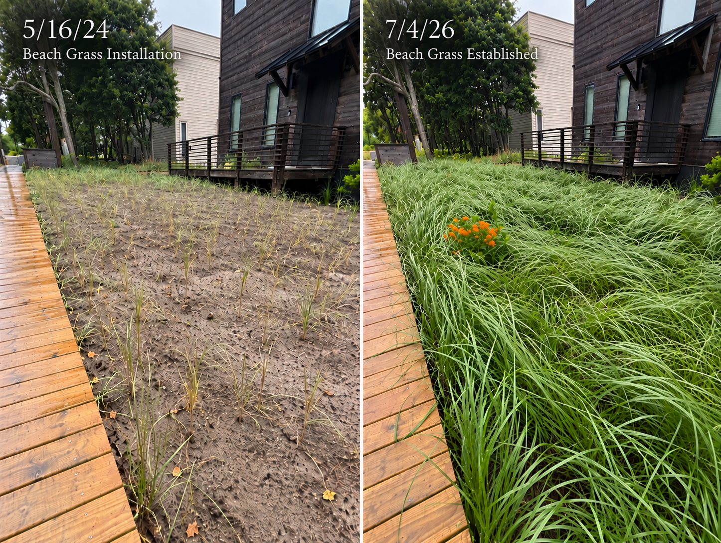 Beach Grass_ Before and After.png
