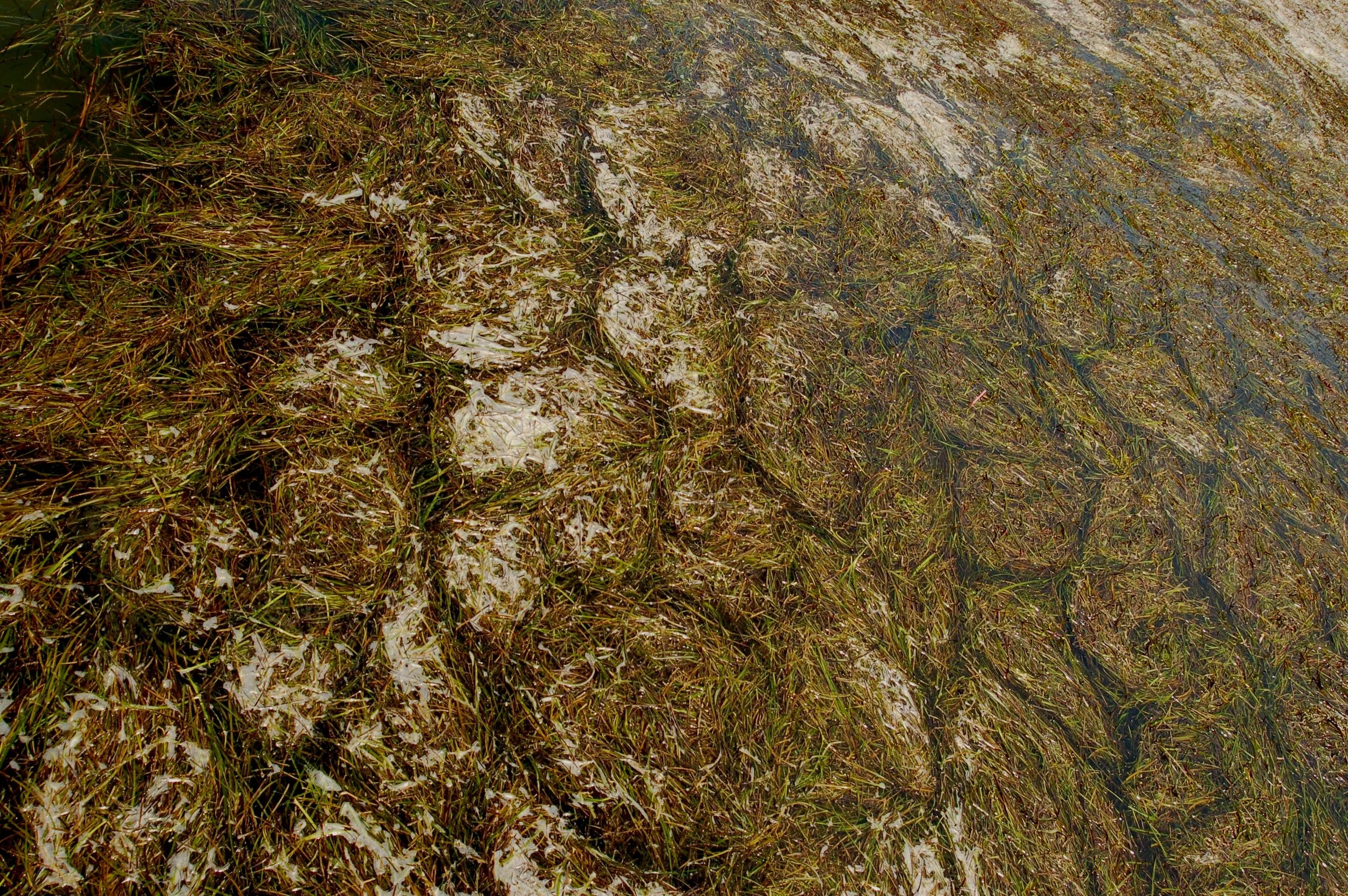 Land Report #4: A Meadow, Just Underwater