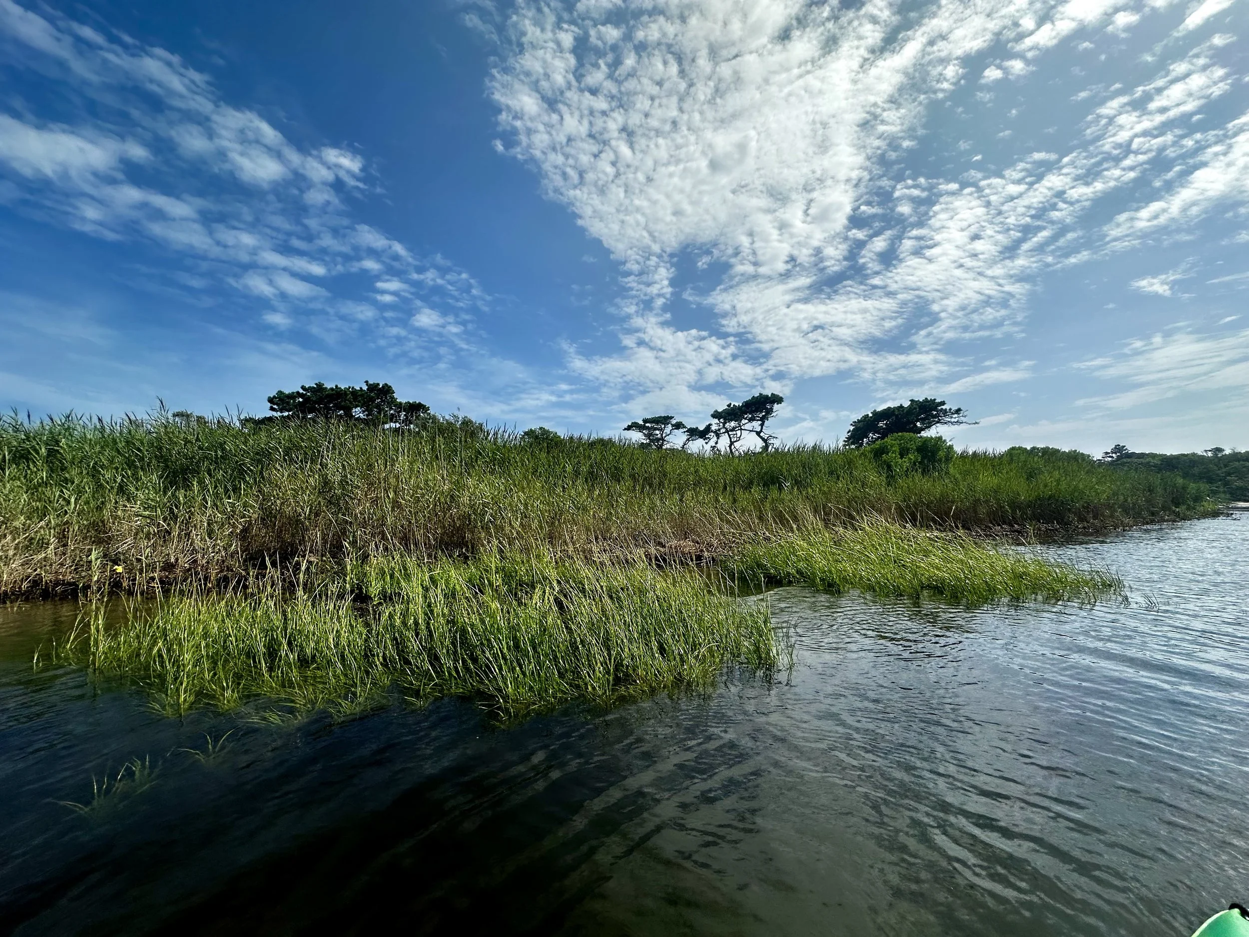 Land Report #6: Best Kept Secrets: Facing Shoreline Erosion and Finding Ecological Succession
