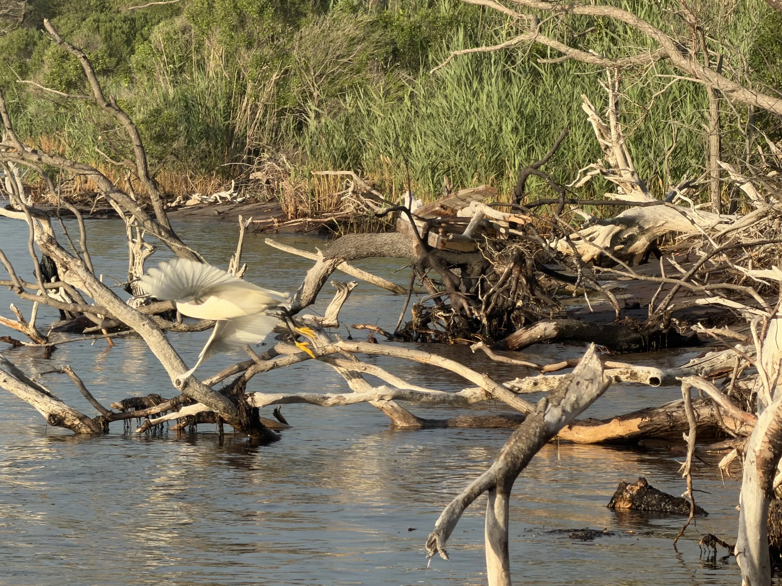 Land Report #5: The Living Value of a Dead Forest and Shorebird Nurseries