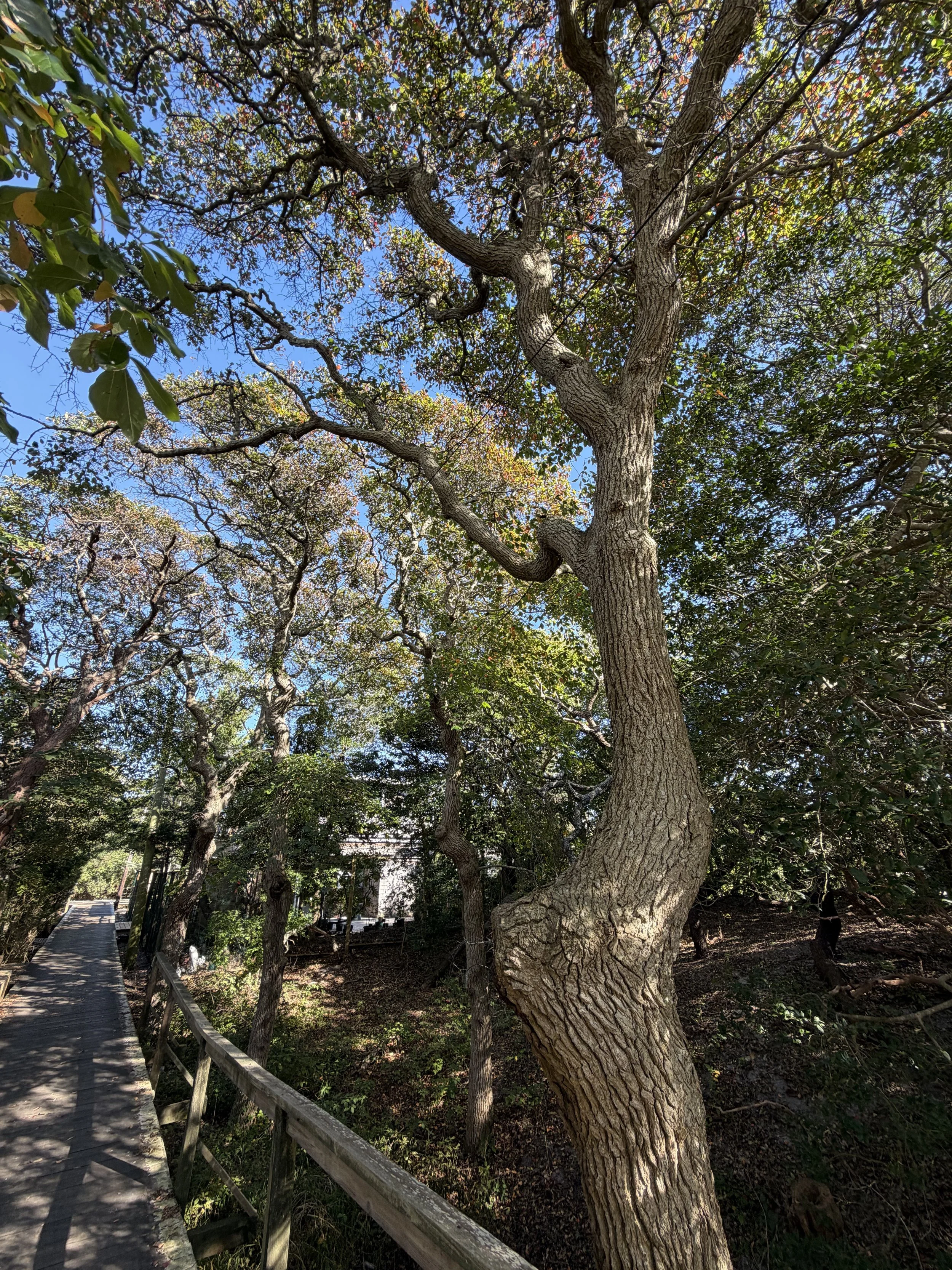 Black Gum Tree