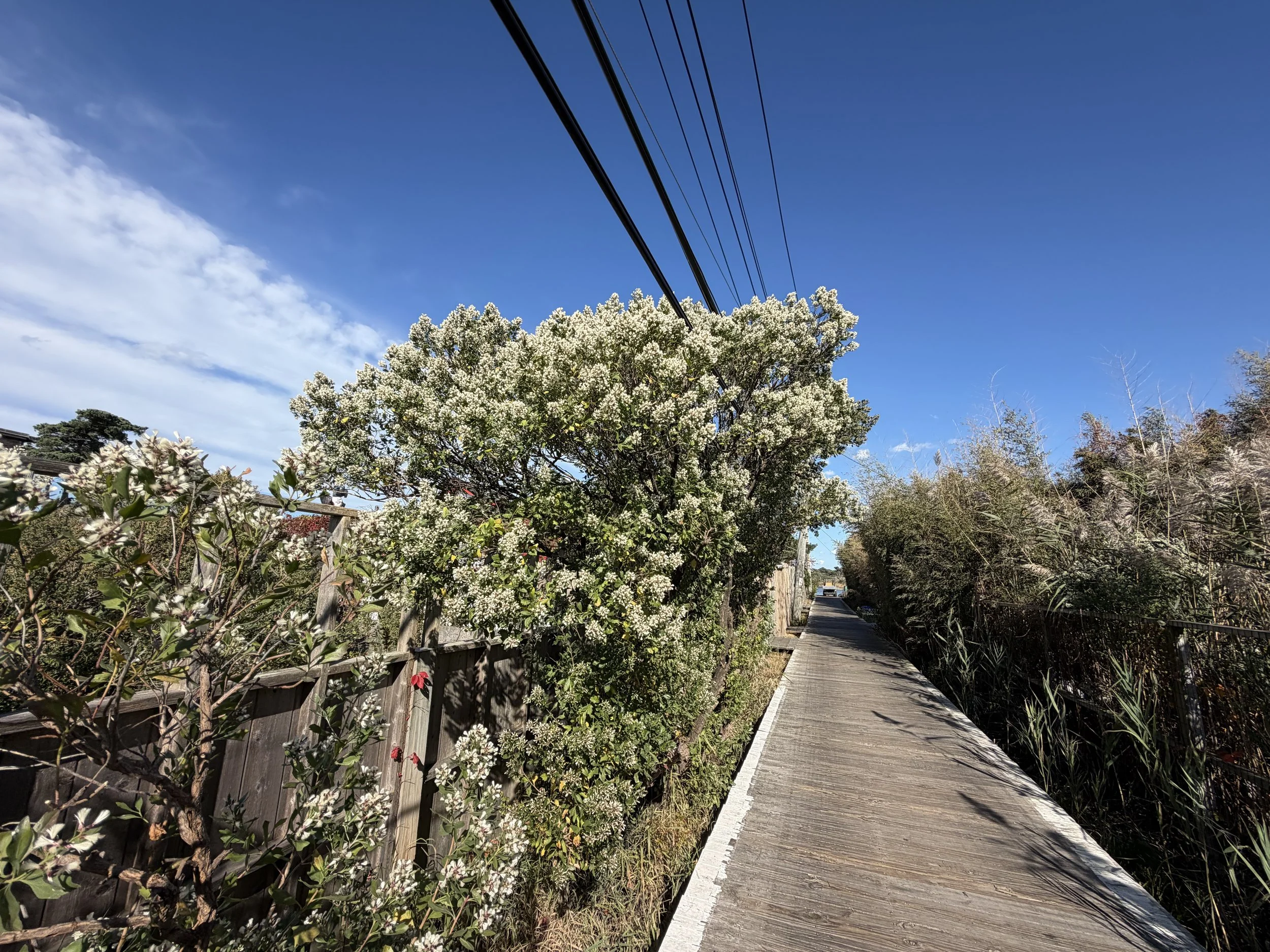 Groundsel Tree