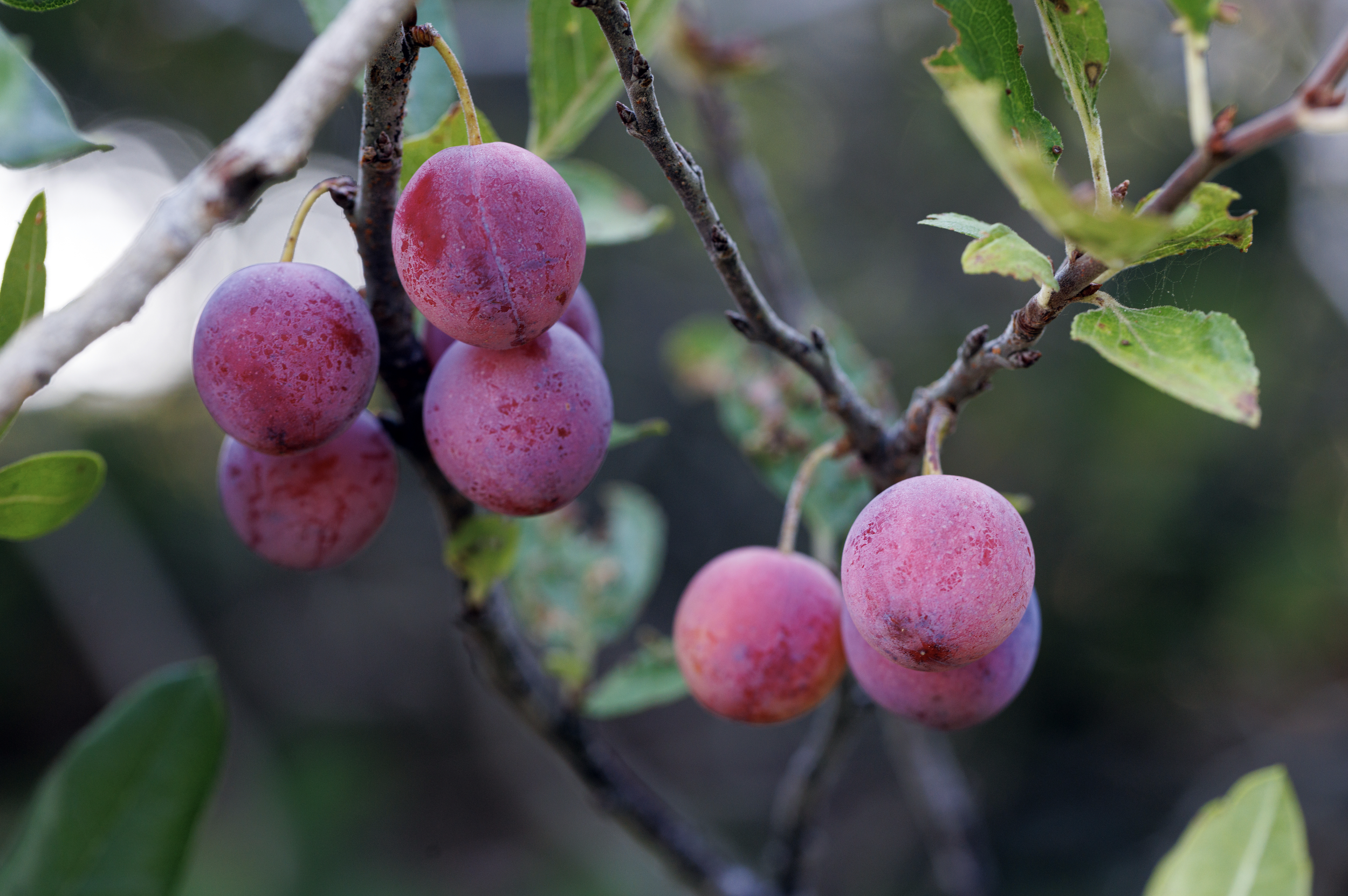 Screenshot 2026-04-05 at 11.52.03 PM.png