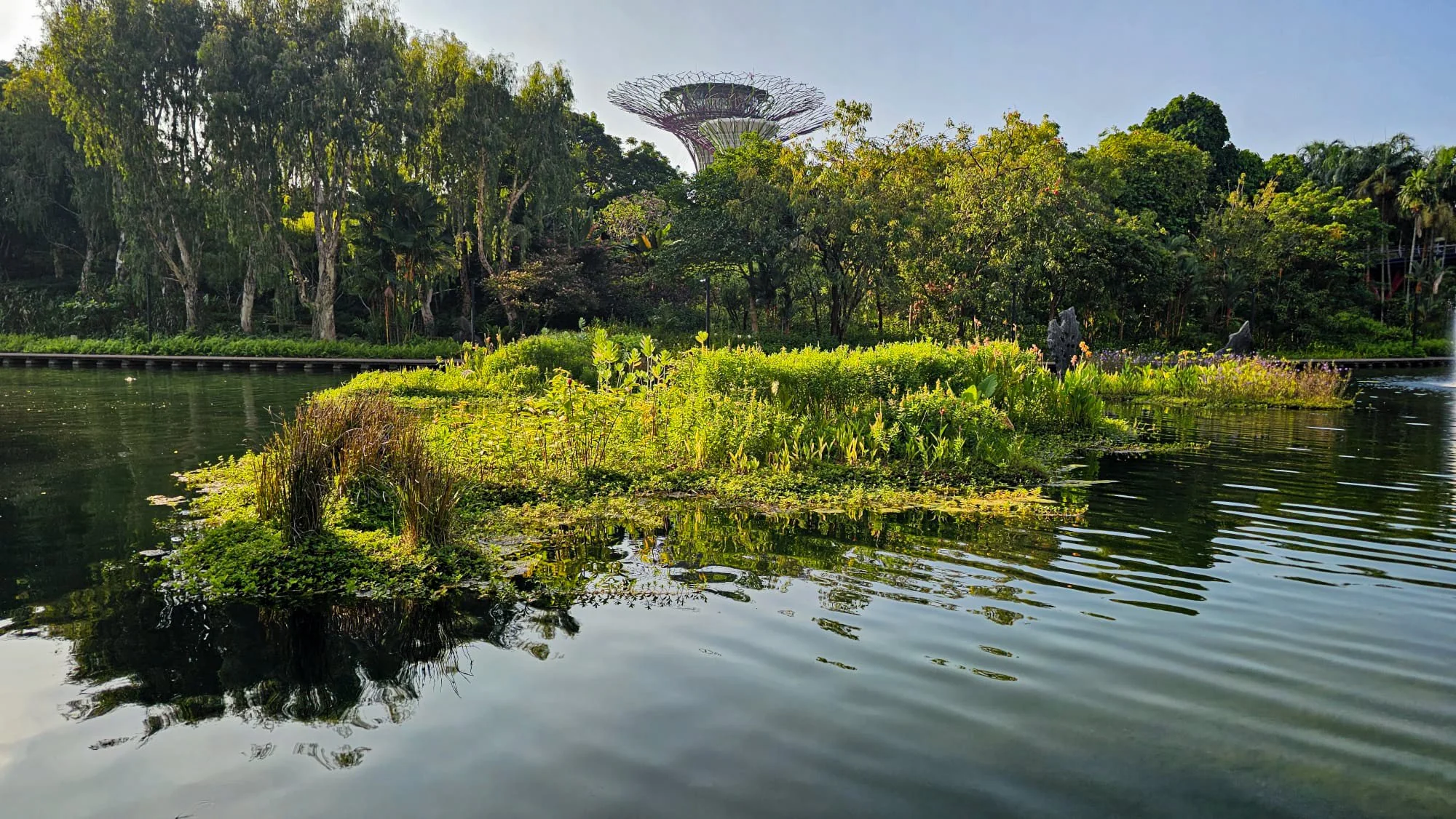 Completed floating wetland system with planted modules on a pond in Singapore