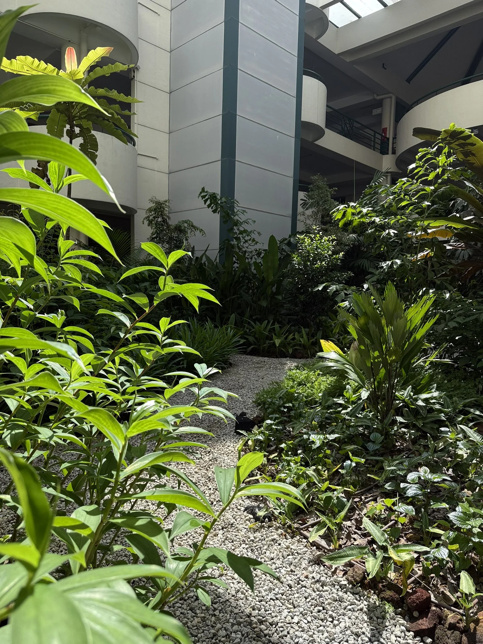 Indoor botanical garden with a gravel pathway surrounded by various green plants and trees, with modern building architecture in the background.