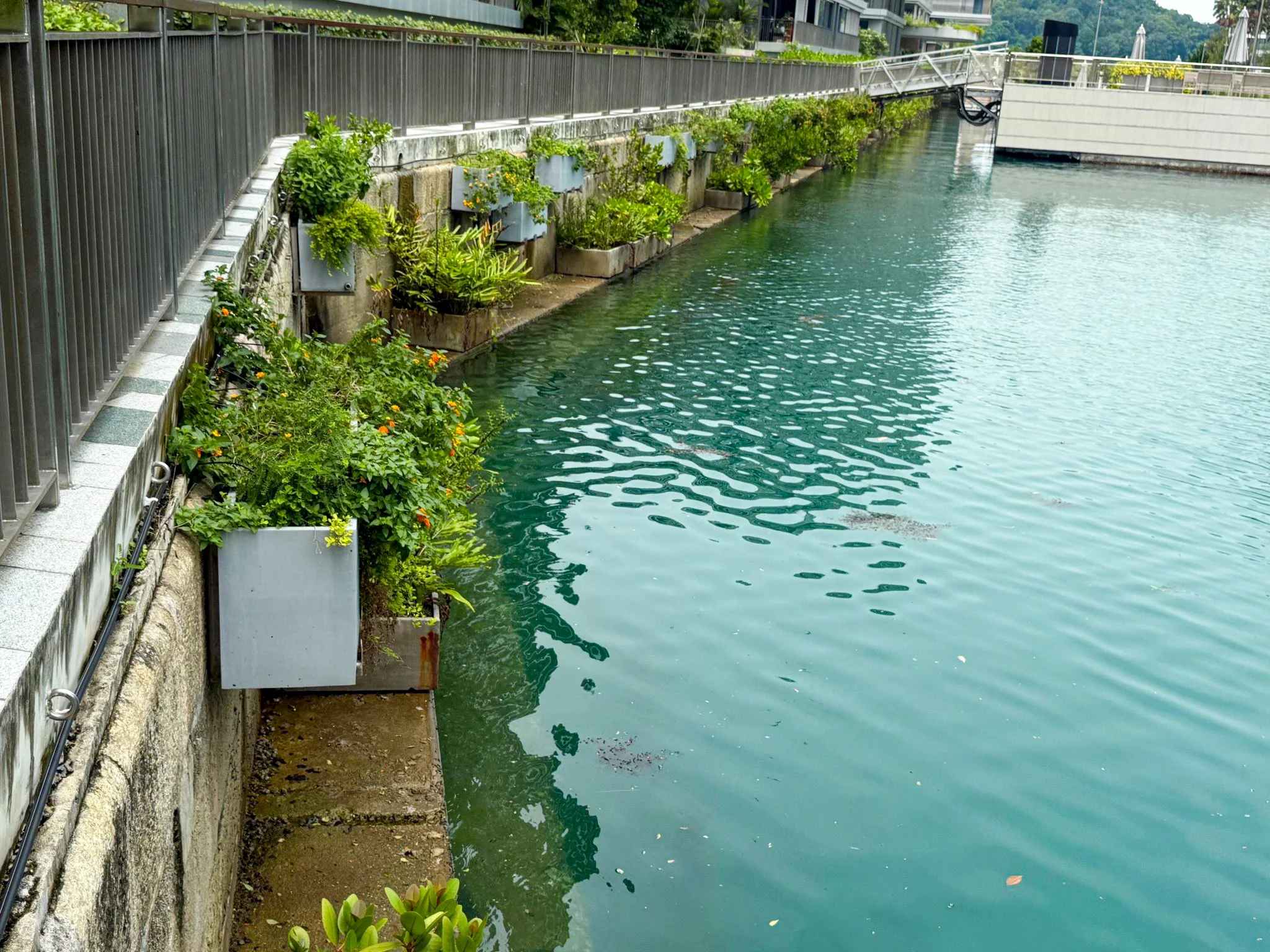 Green dock wall with coastal planting at The Reef at King’s Dock