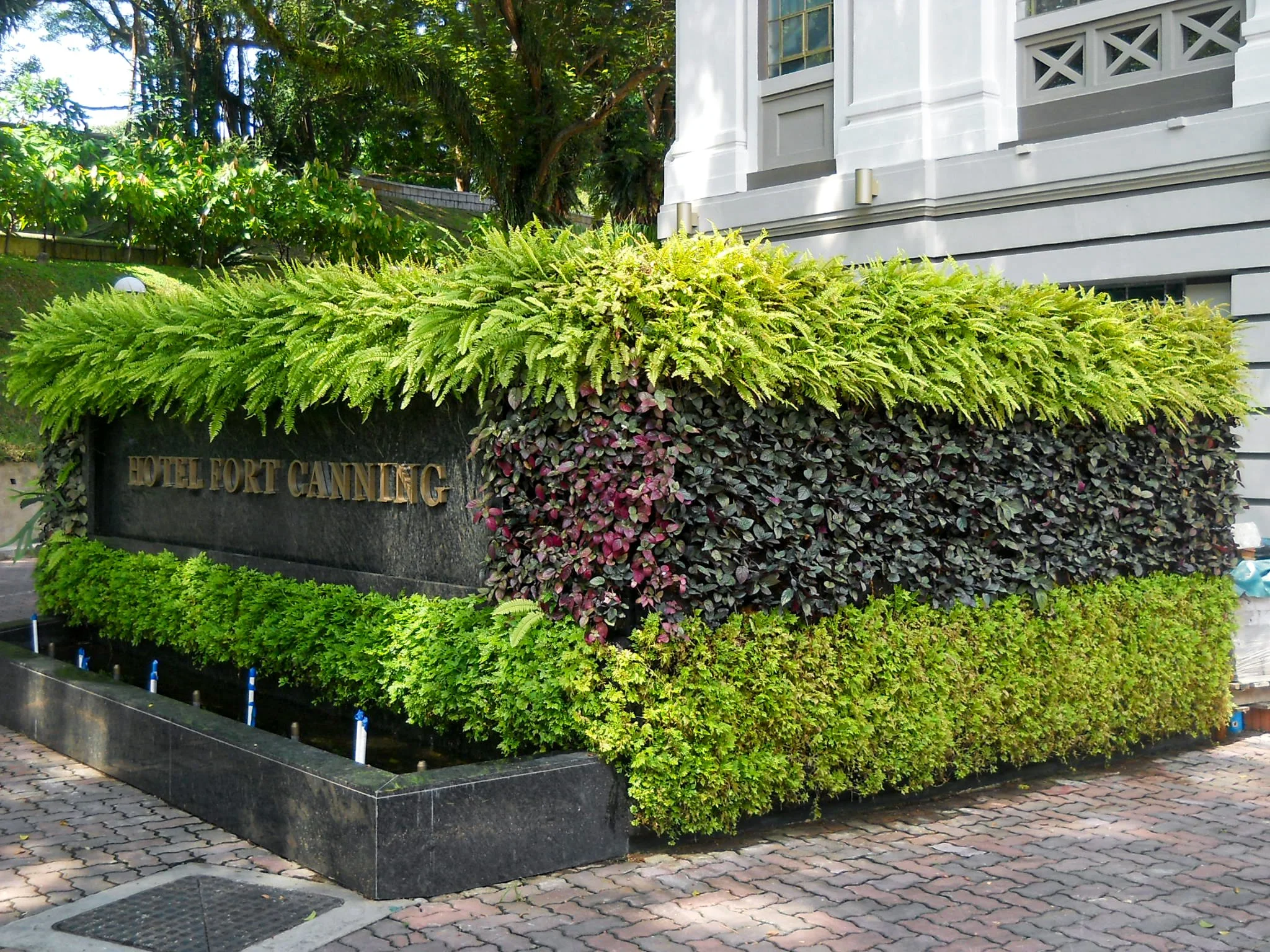 Low green wall with layered foliage beside an outdoor walkway.