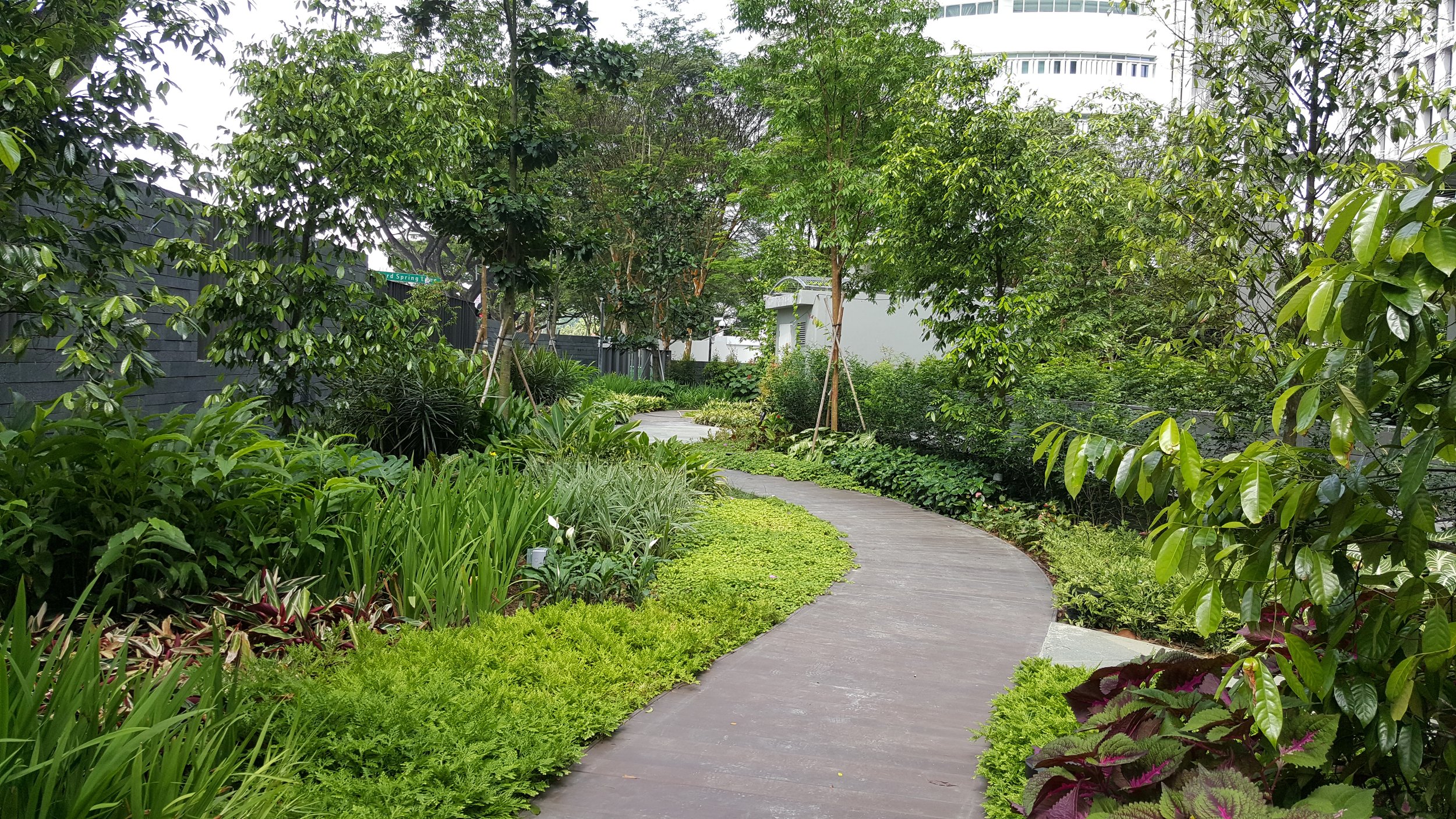 A lush green garden path lined with various plants and trees, with a curved stone pathway leading through dense foliage in an urban setting.
