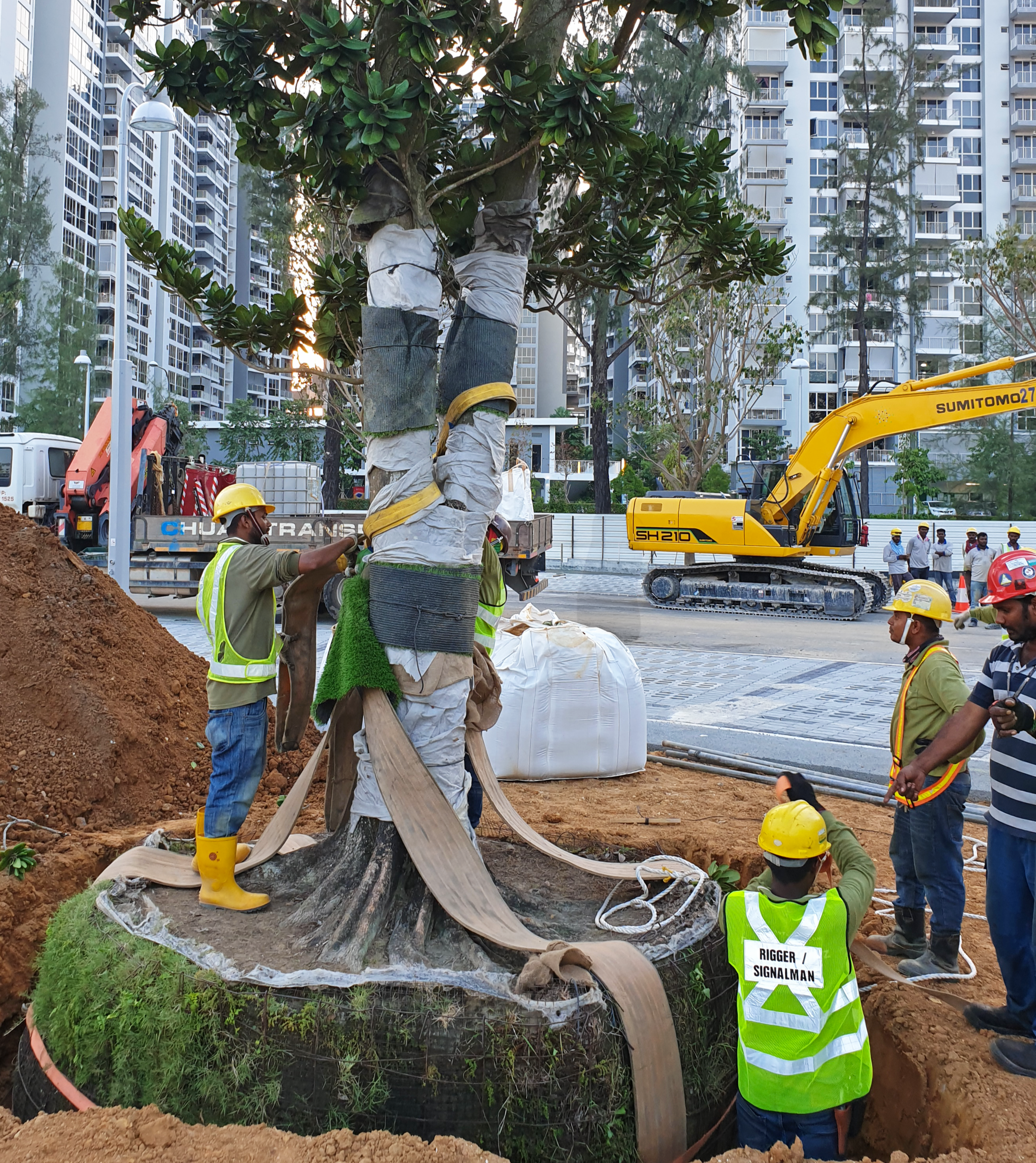 Workers planting a tree at a construction site in an urban area with high-rise buildings in the background. Some workers are wearing safety vests and helmets, and a sign reads 'RIGGER / SIGNALMAN'.