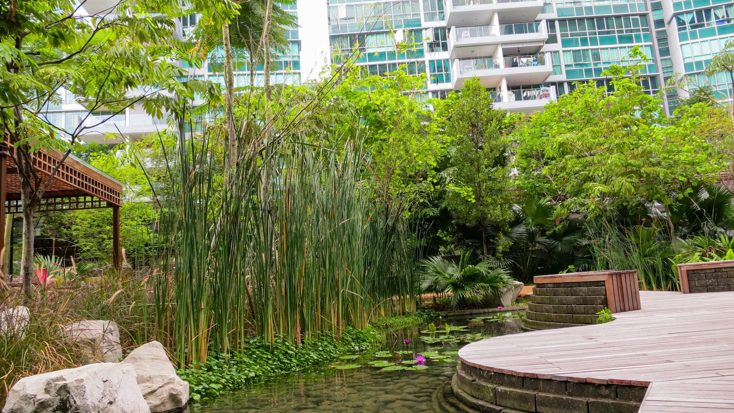 A landscaped urban garden with tall green trees and plants, a small pond with water lilies, and a curved wooden deck with benches, surrounded by residential high-rise buildings in the background.