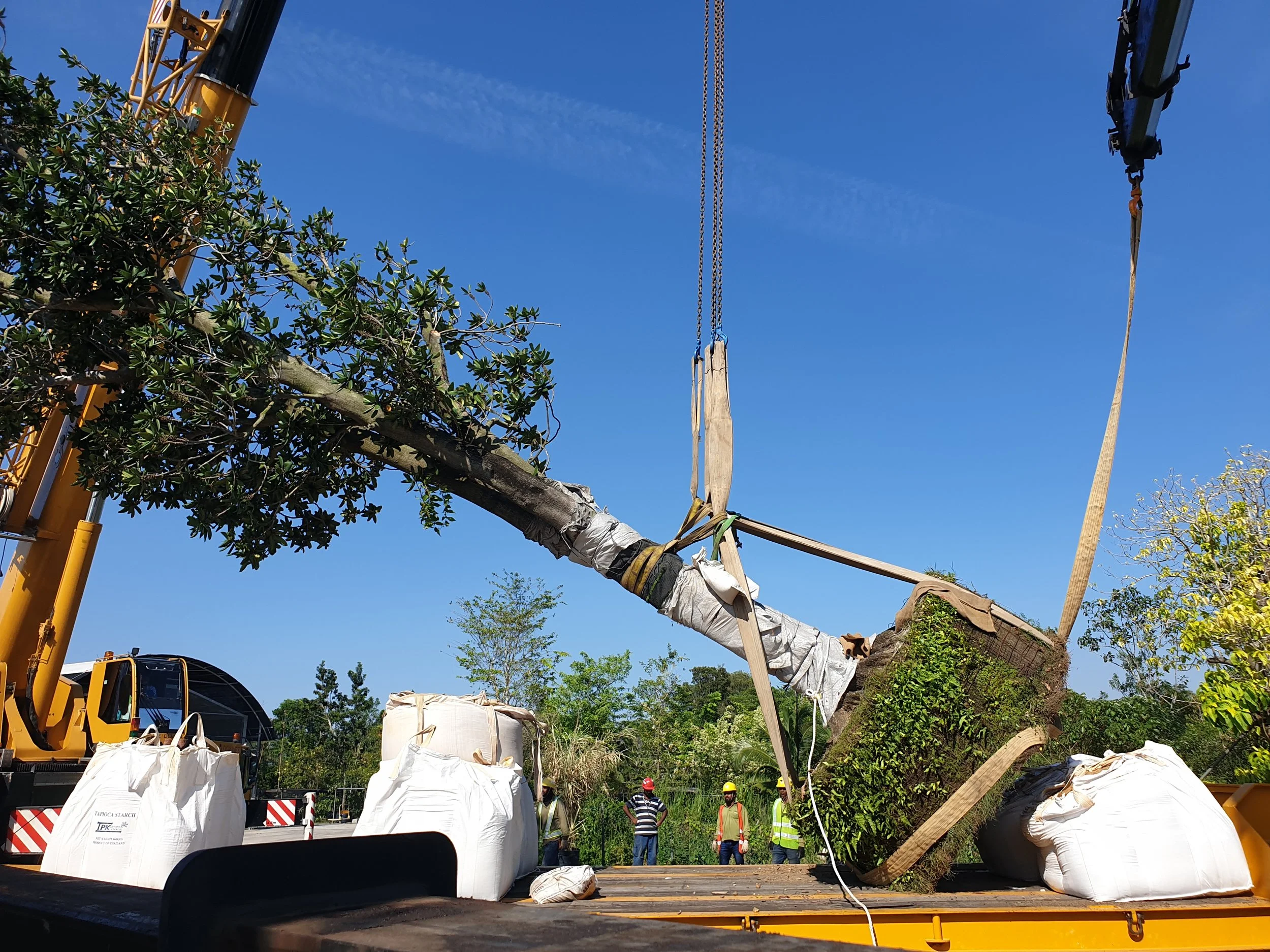 Construction workers and machinery are lifting a large tree onto a truck at a work site during daytime under a clear blue sky.