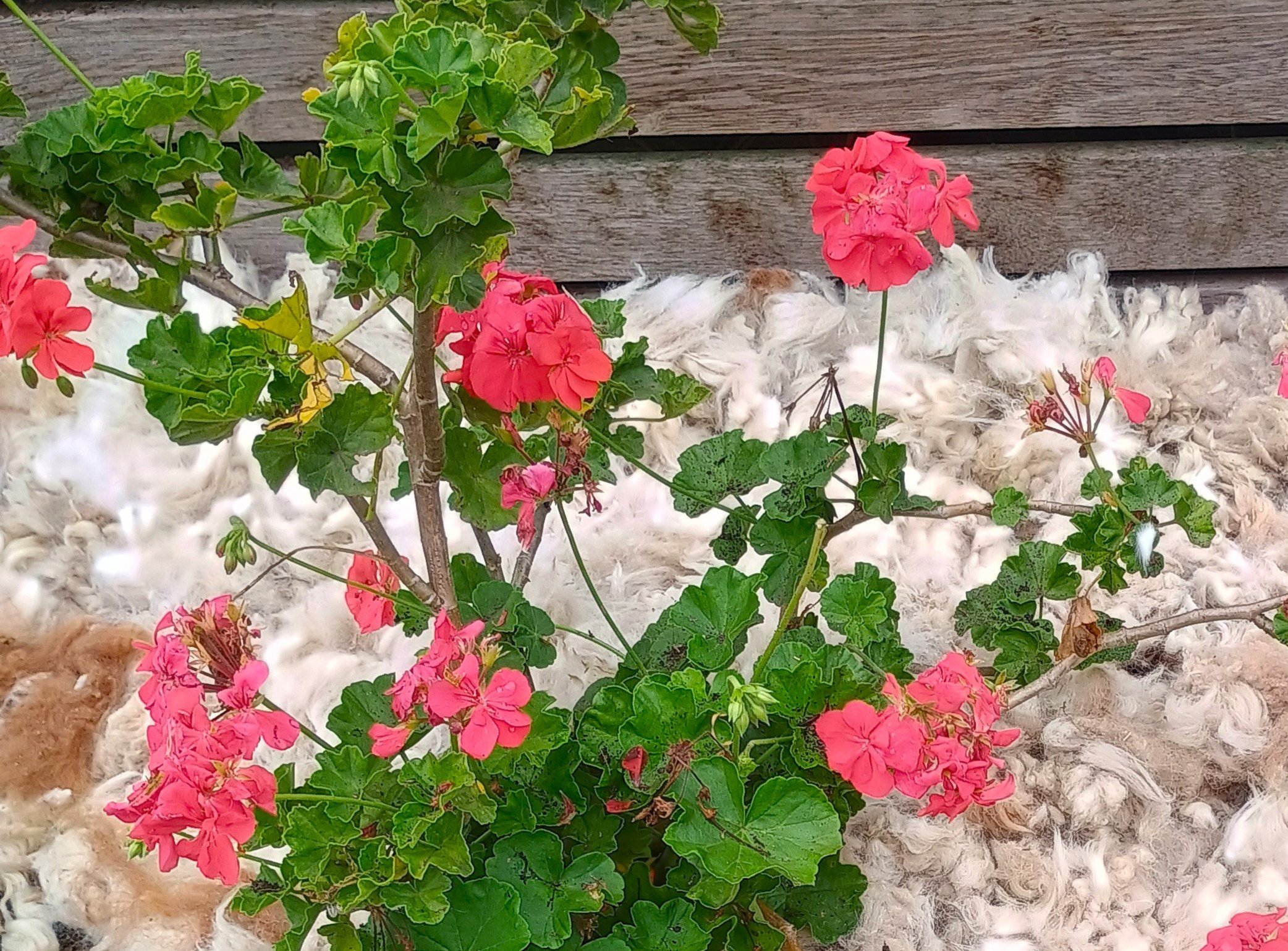 Alpaca Fleece Mulch (sandbag size)