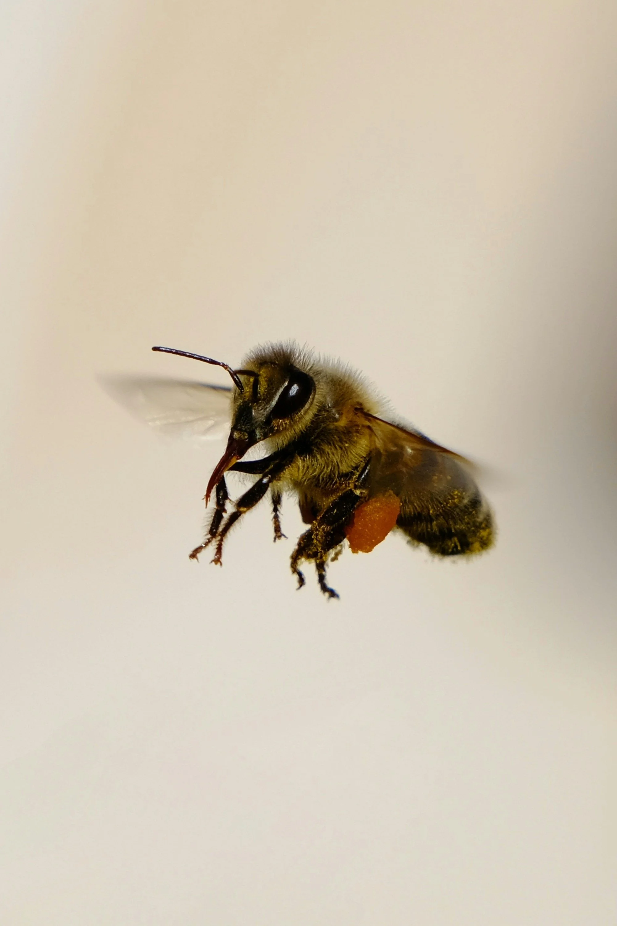 A honey bee flying through the air