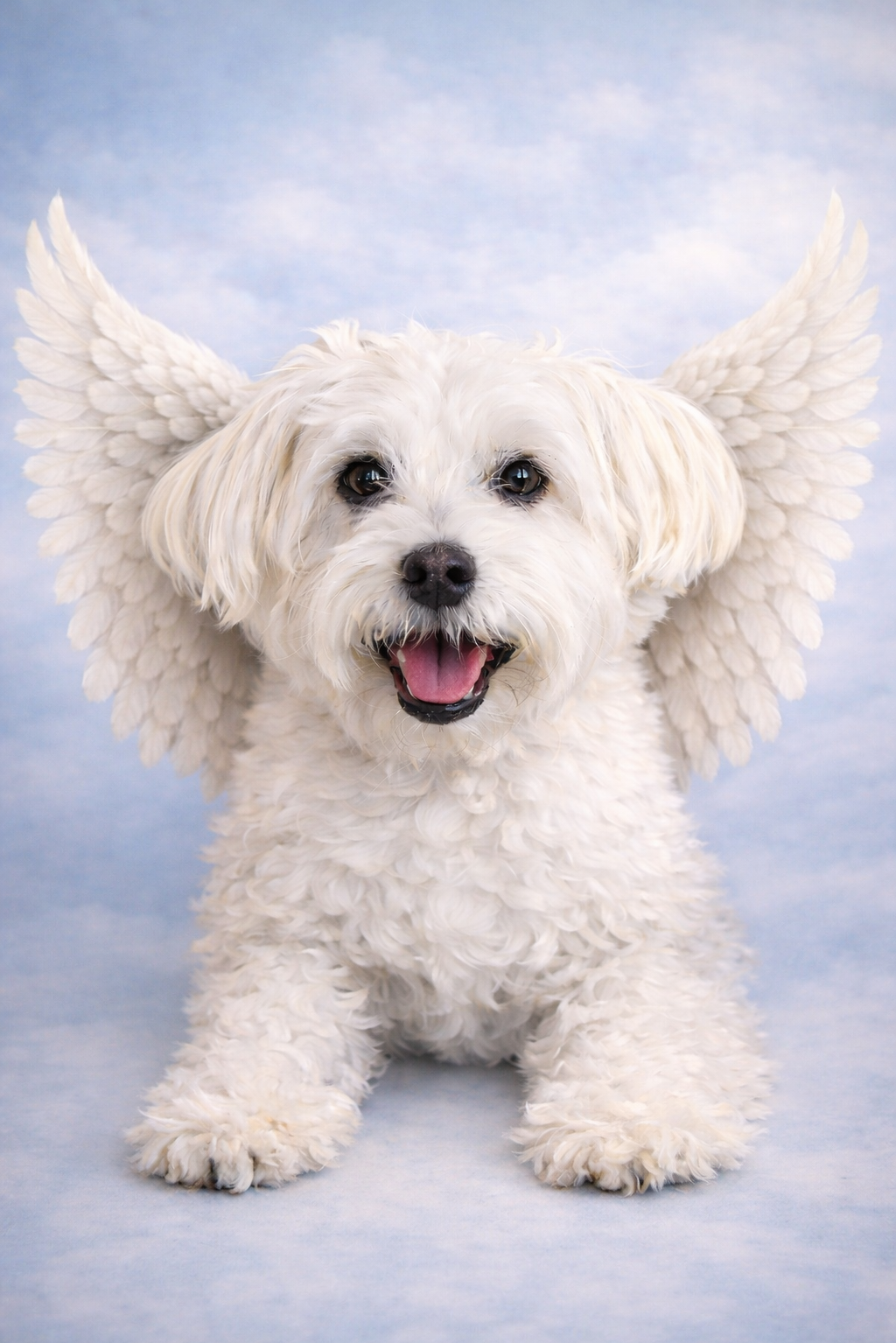 Custom Pet Angel portrait of dog with wings