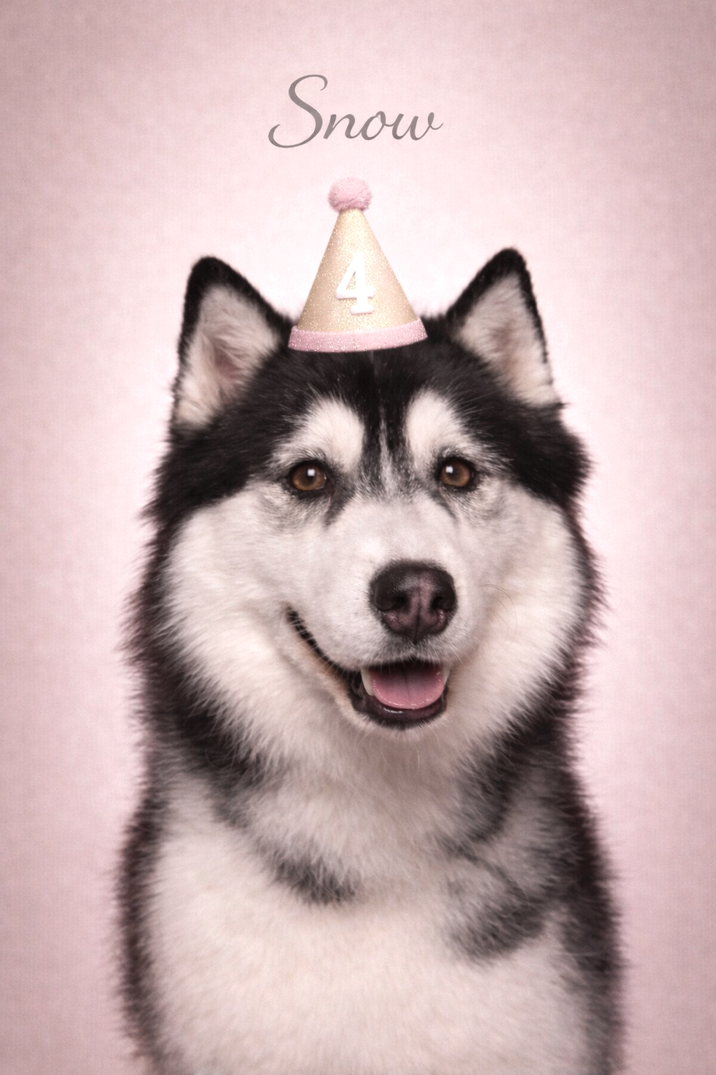 Custom photo of a Siberian Husky wearing a party hat for a birthday celebration