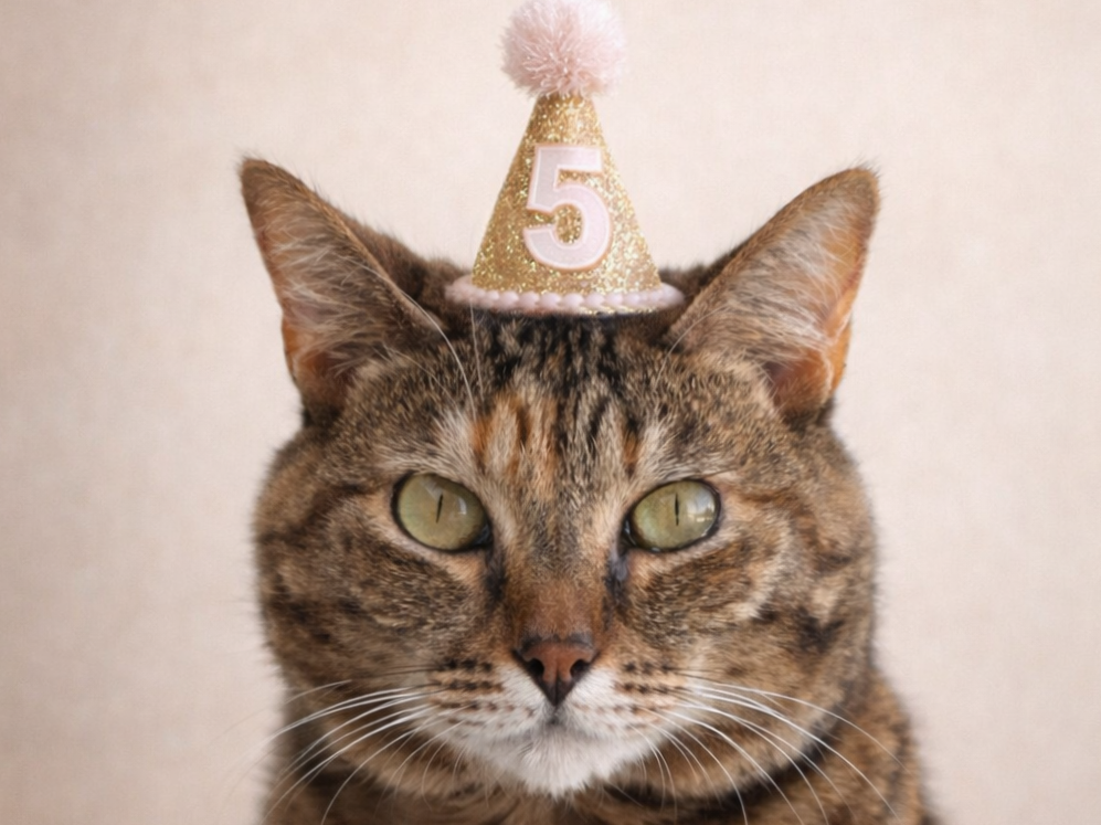 Cat wearing a birthday hat