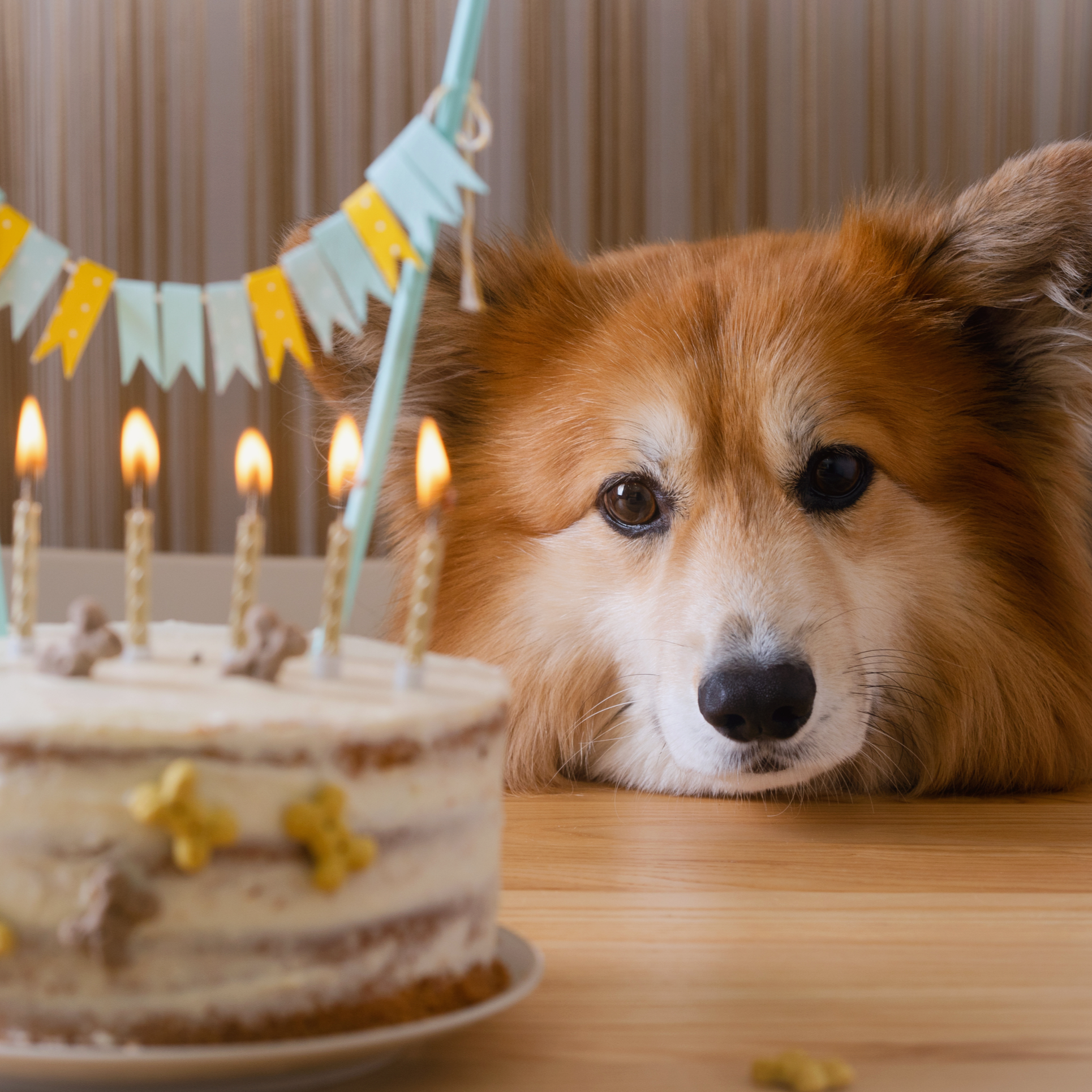 Dog celebrating his birthday with a cake