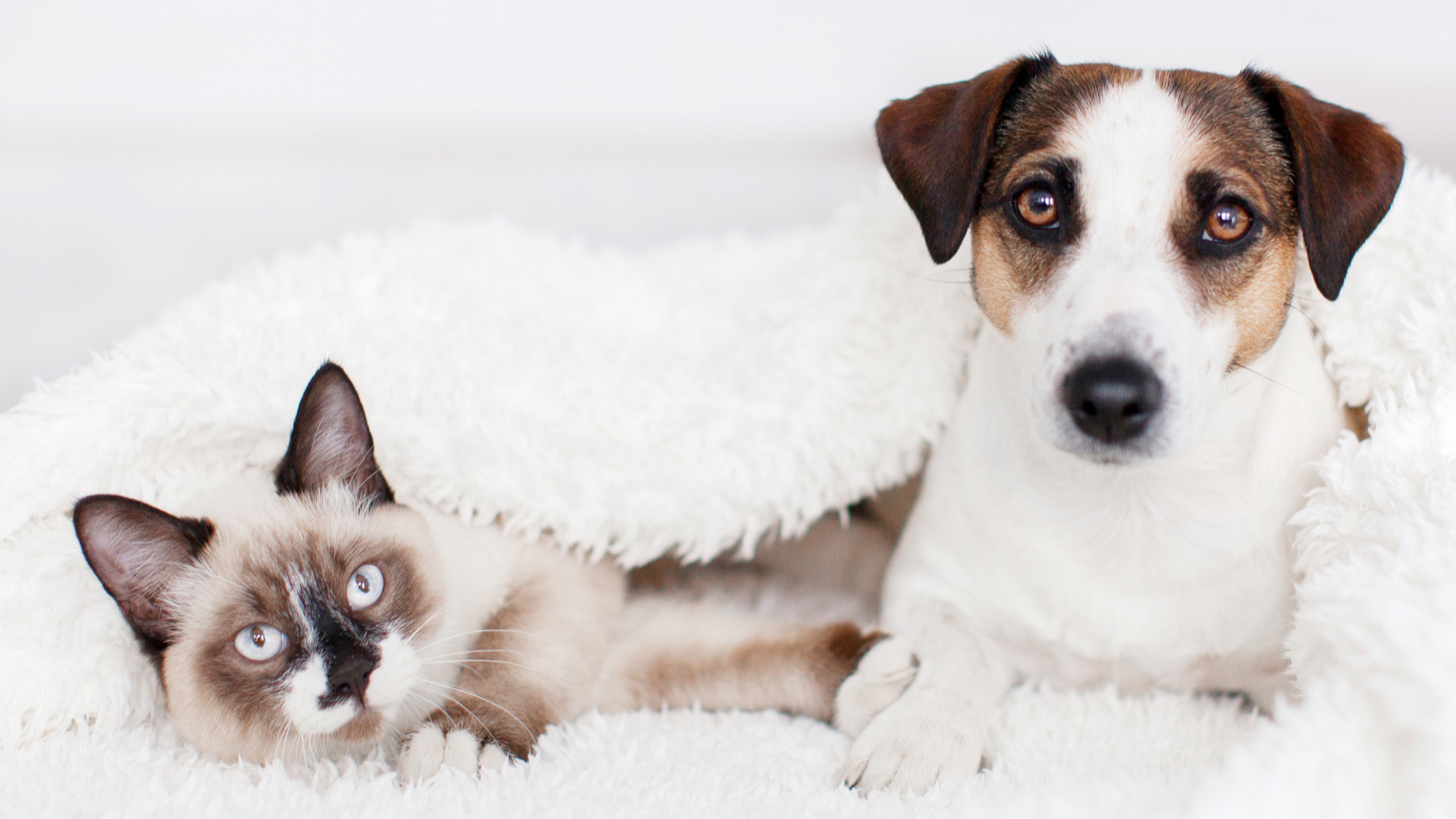 Dog and cat