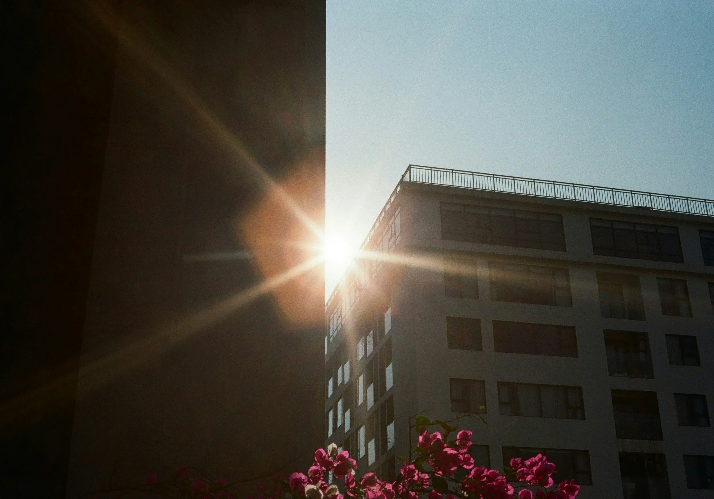 The image shows a high-rise building with modern architecture, sunlight casting a glow on it, and pink flowers in the foreground.