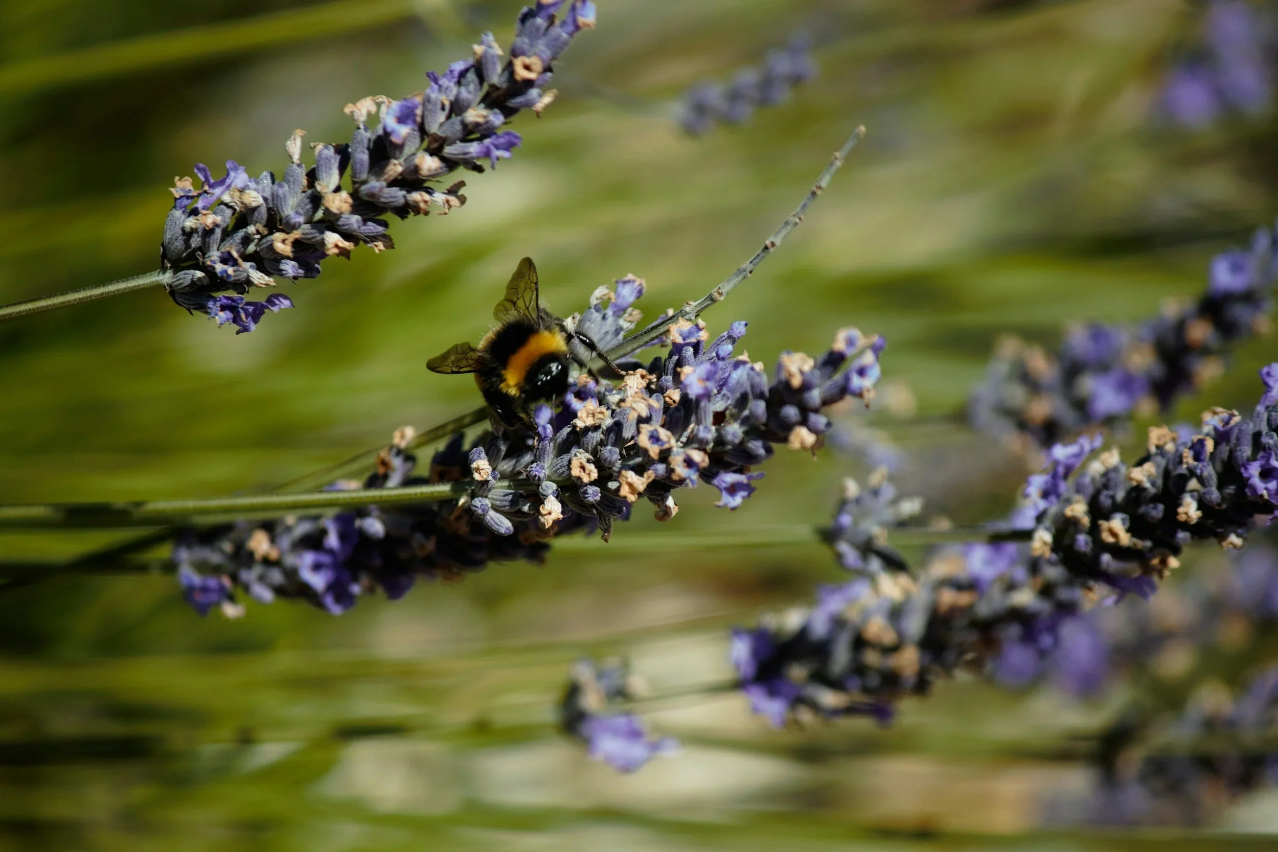 Planting for Biodiversity