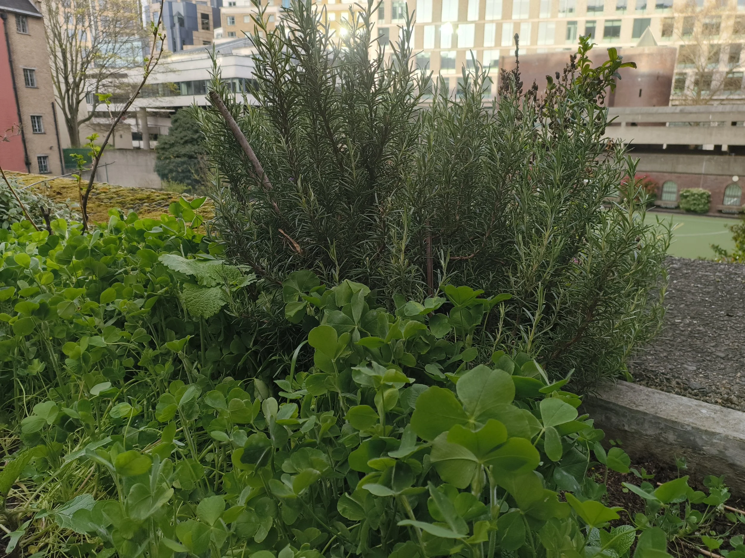 Growing Herbs