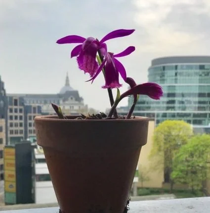 Growing Orchids in the Barbican