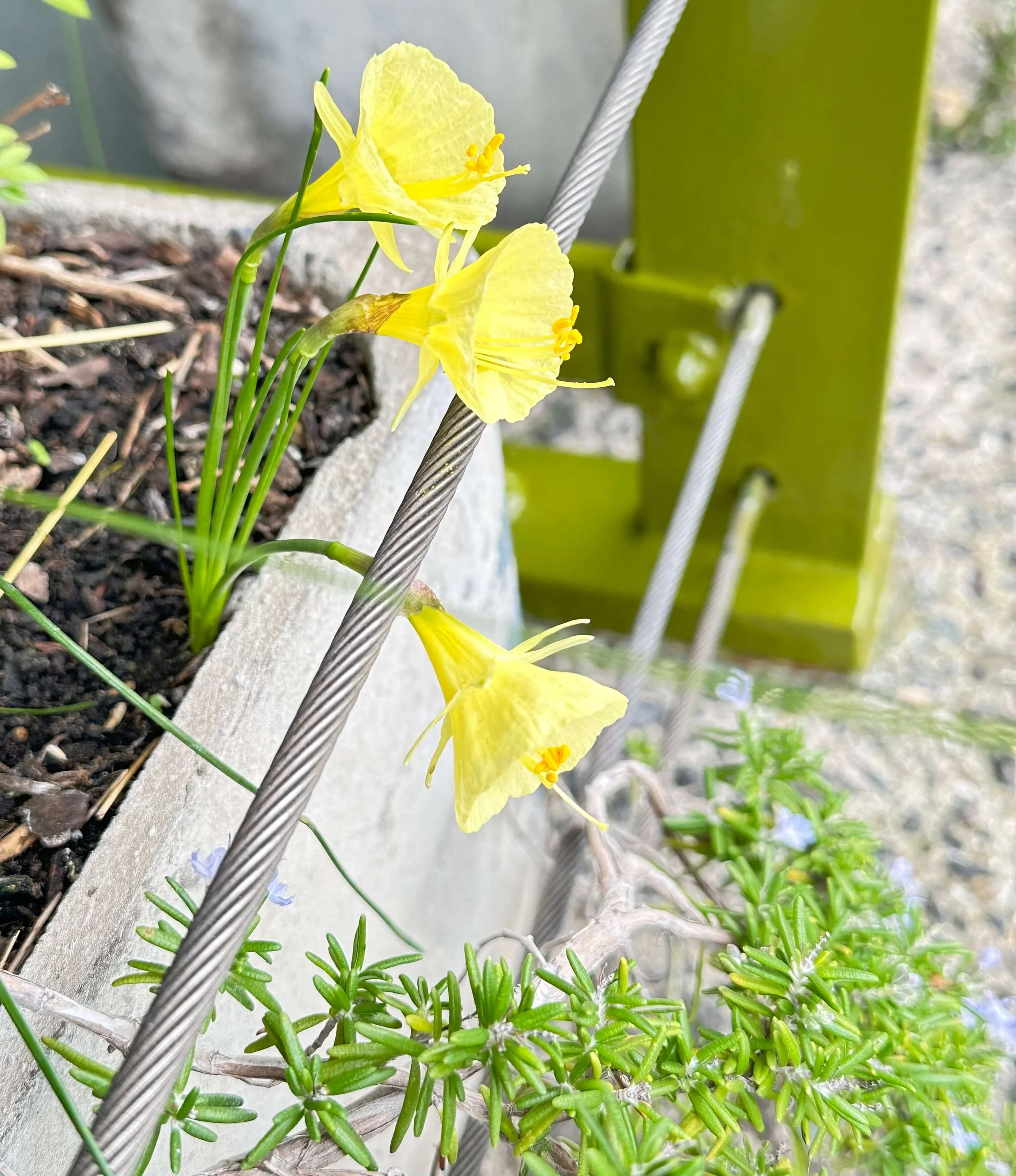 narcissus-julia-jane-jm-IMG_2725.jpeg