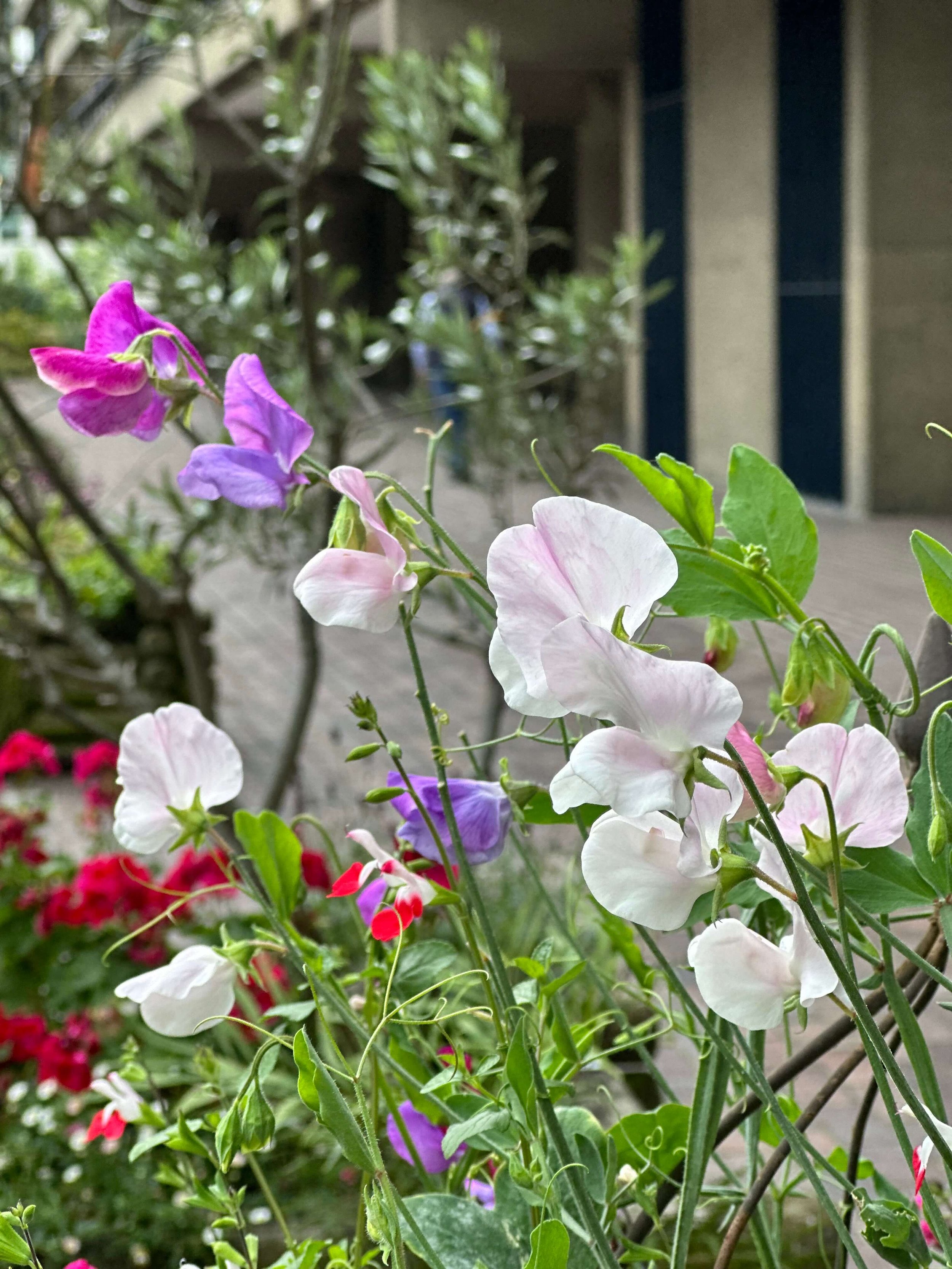 sweetpeas-jm.jpeg