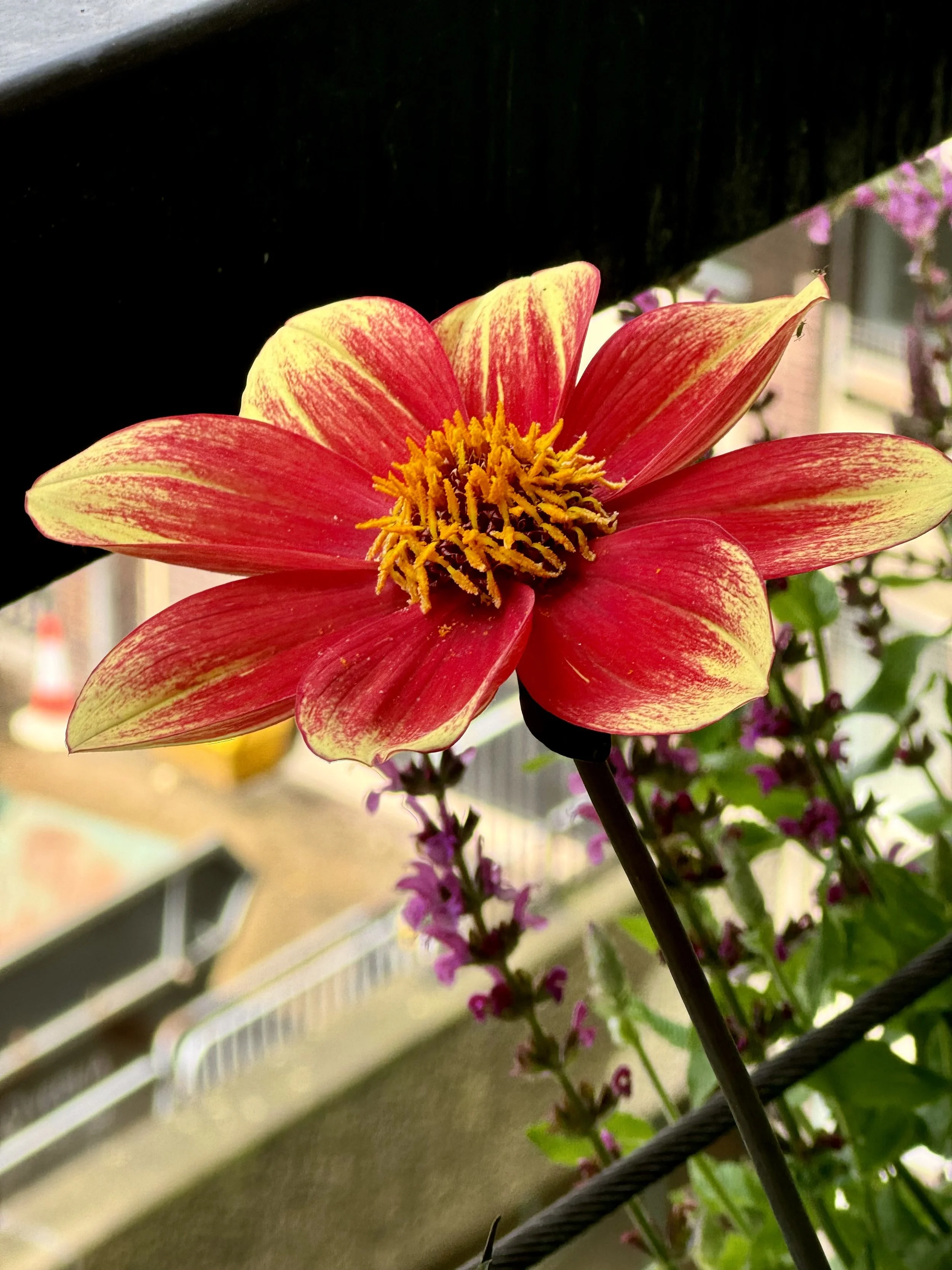 Dahlia