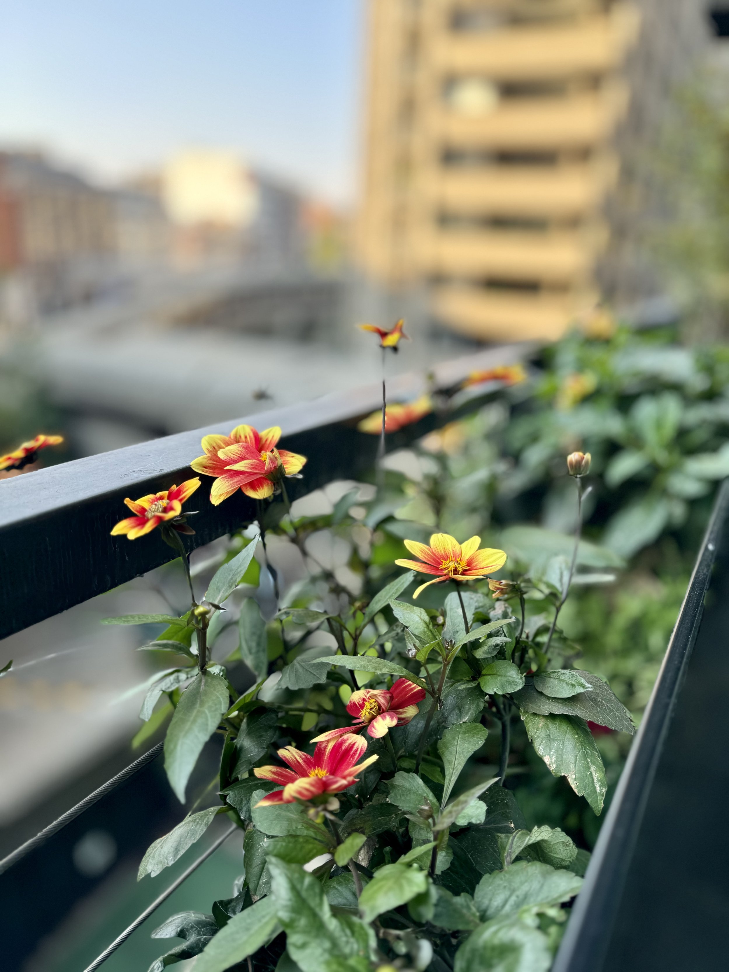 Tower Block Gardening