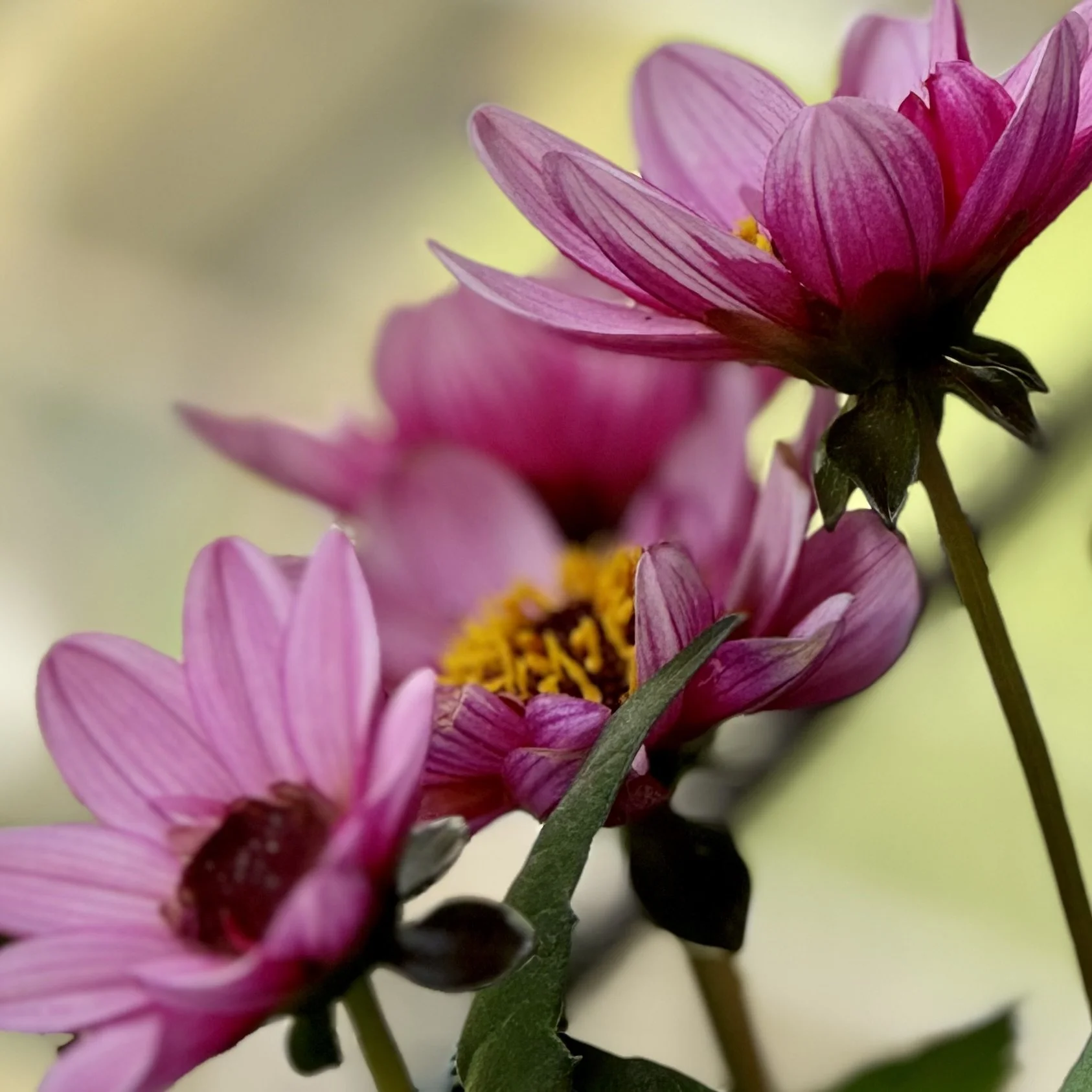 Growing Dahlias
