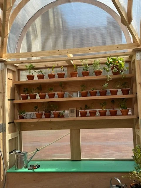 shelving-with-plants-in-the-veggery.jpeg