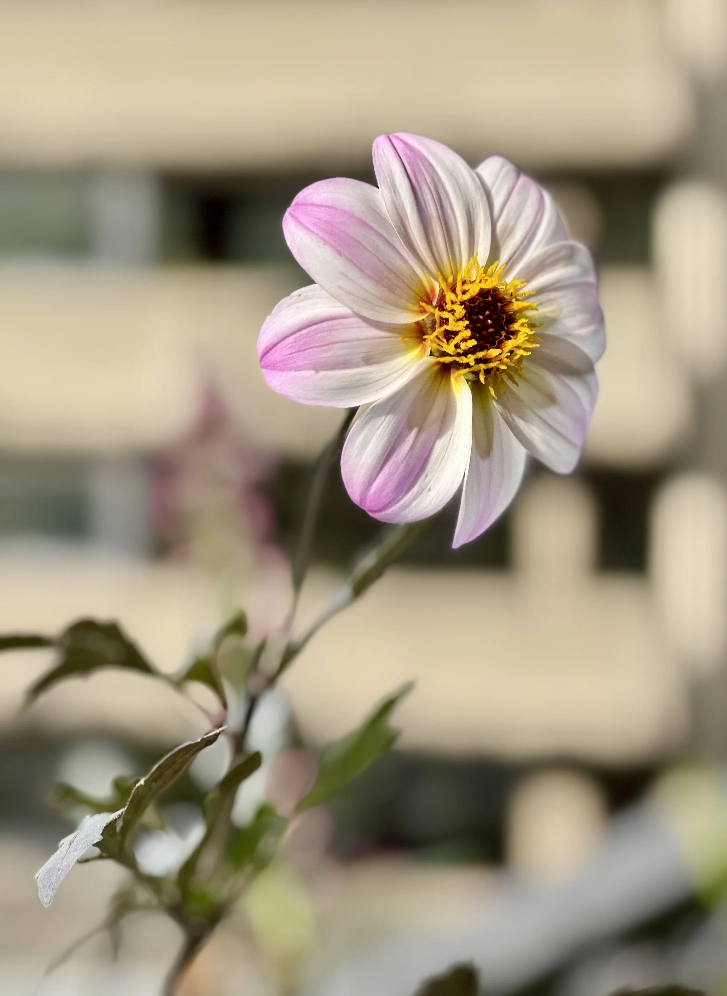 Individual Annual Membership