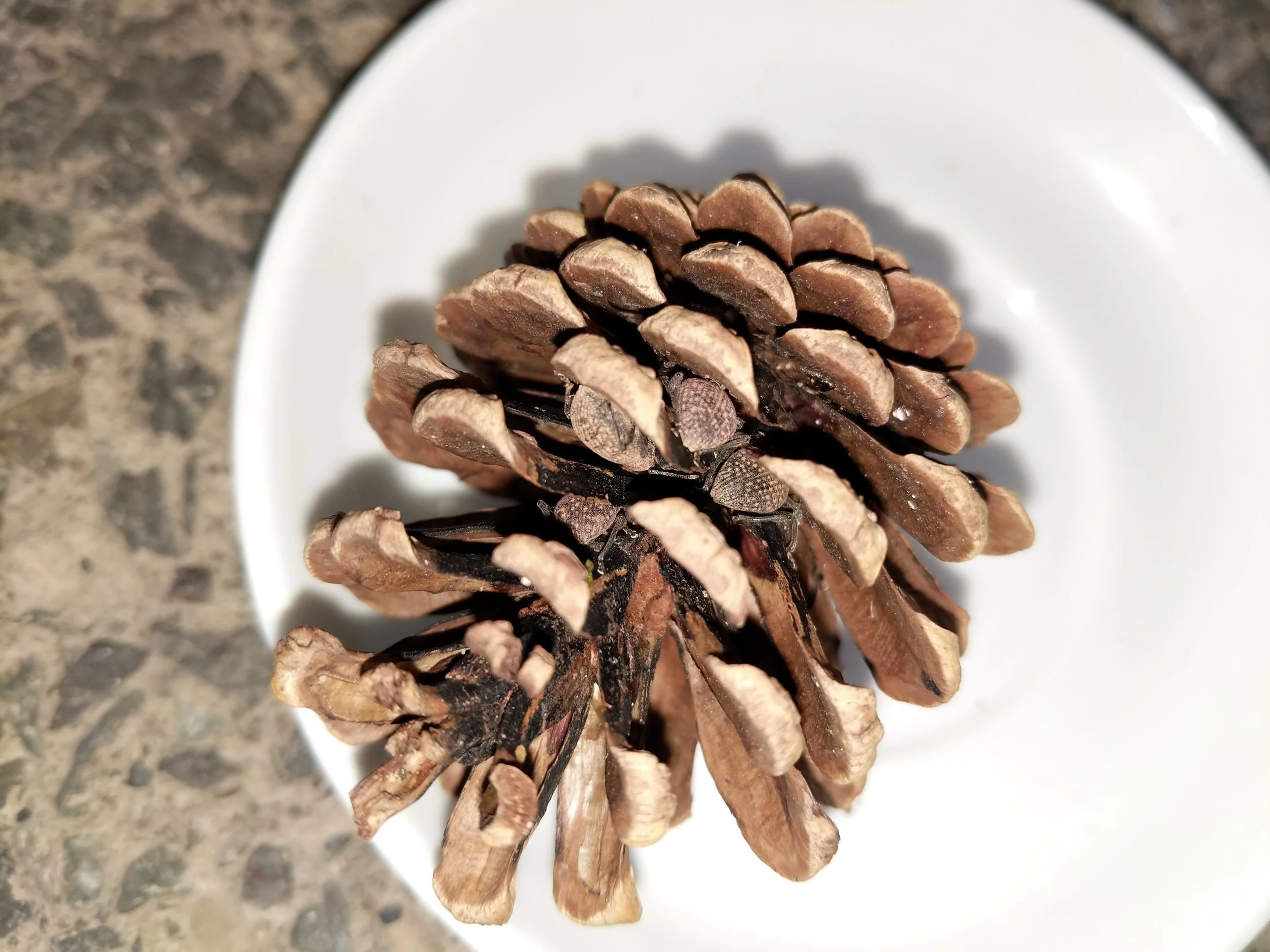 vine weevils hiding in a pine cone