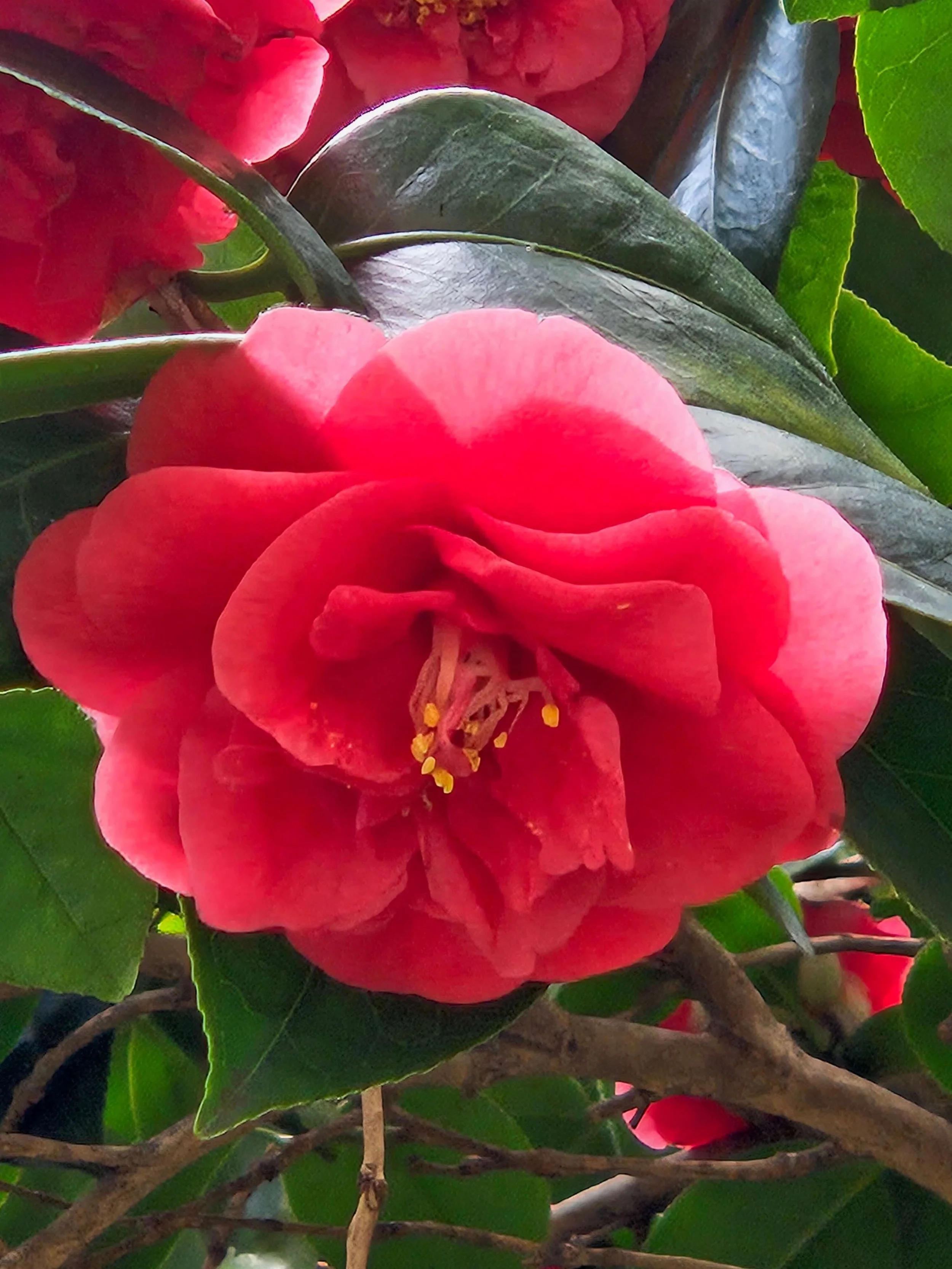Red Camellia blossom