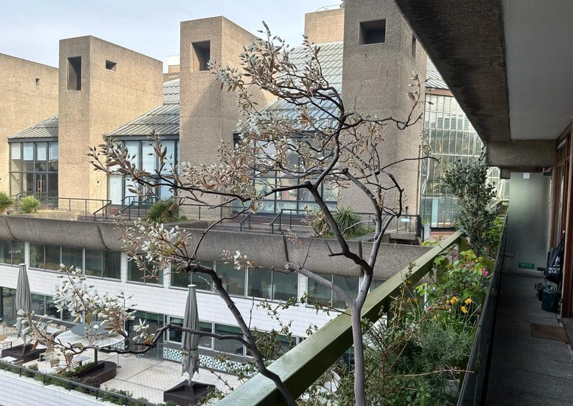 Seven west-facing window boxes on the first floor of Gilbert House