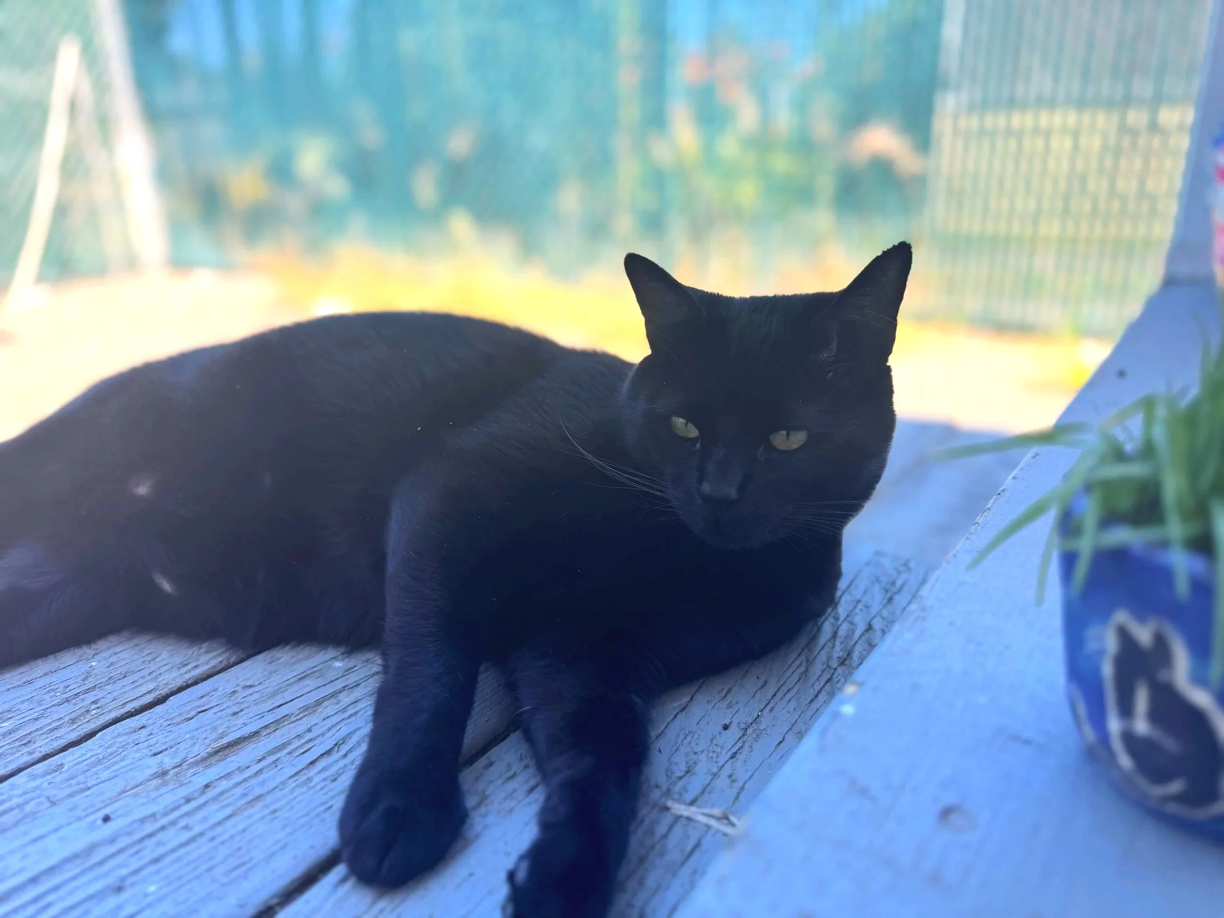 black kitty. big boy