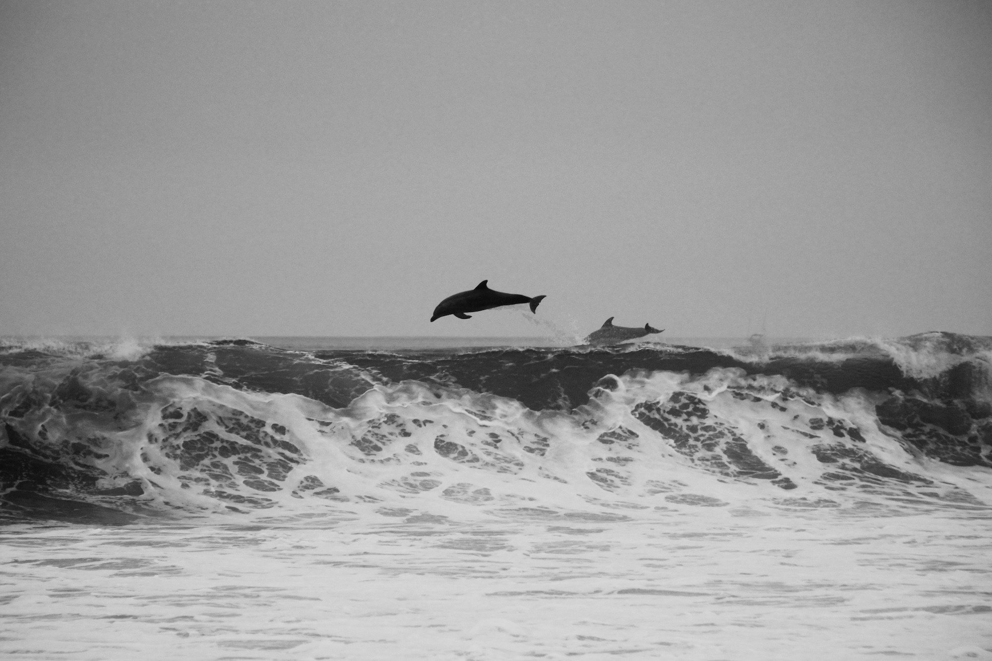 Two dolphins jumping out of the ocean waves, captured in black and white.