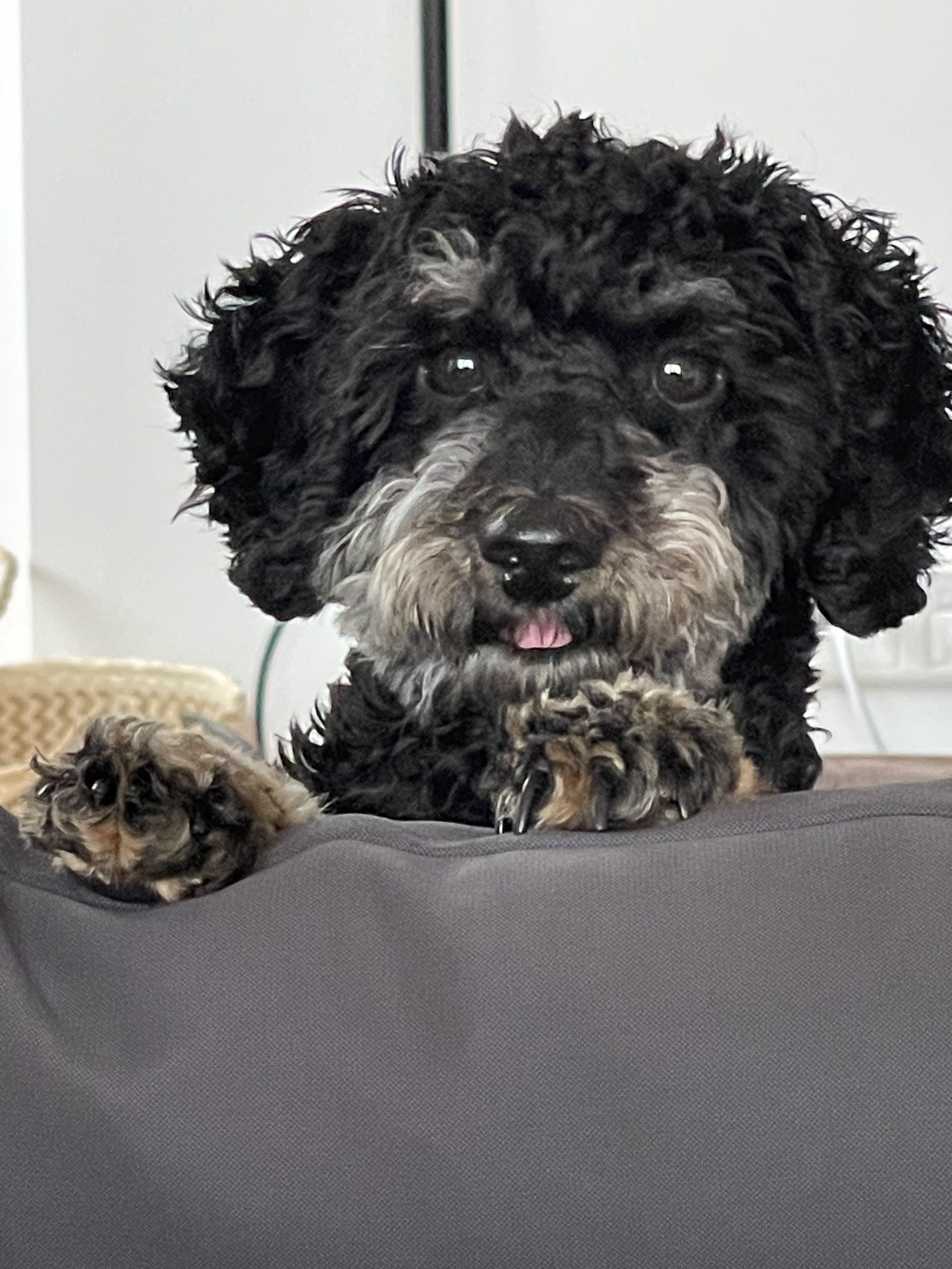 Was wir von Hunden über wirksame Kommunikation lernen können